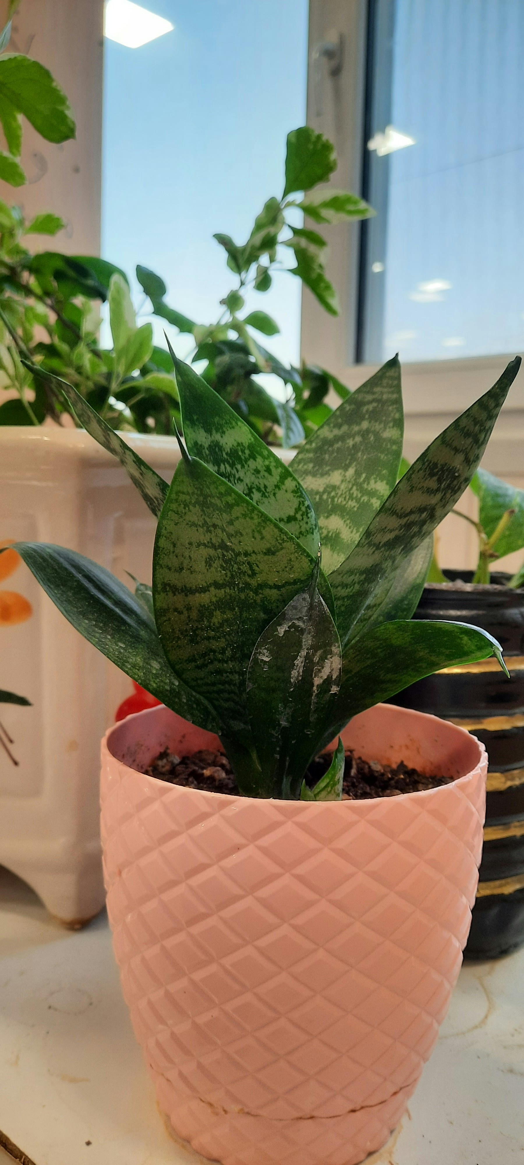 Photo by blindmoon2020