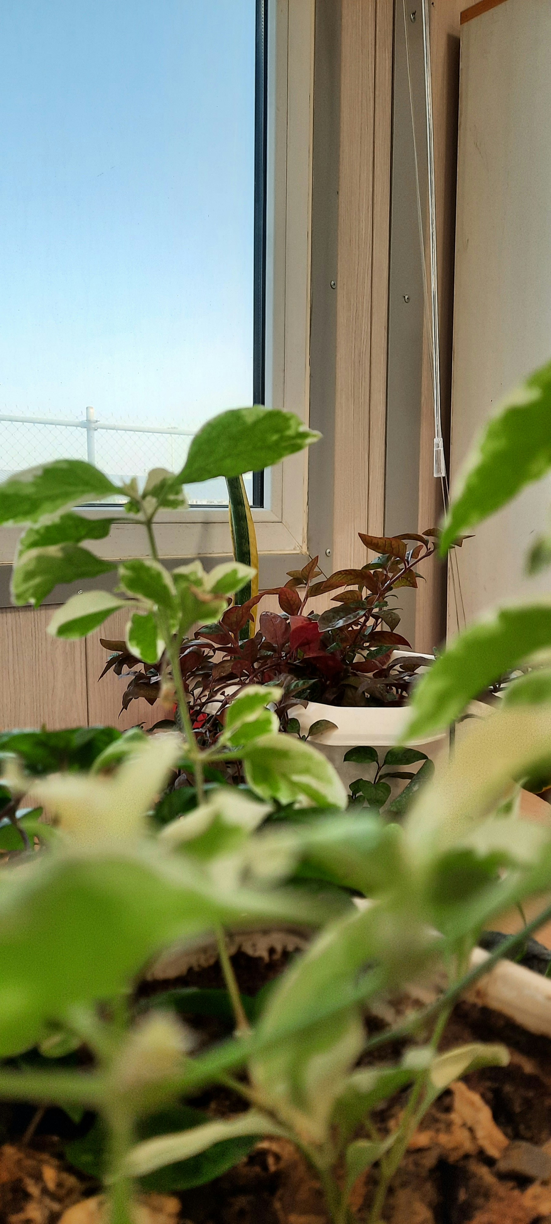 Photo by blindmoon2020