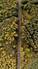 An aerial view of a road surrounded by trees