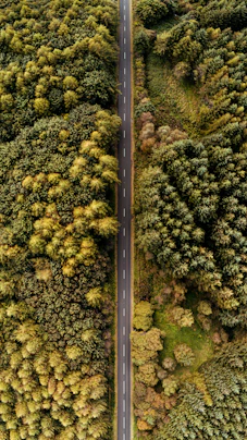 An aerial view of a road surrounded by trees