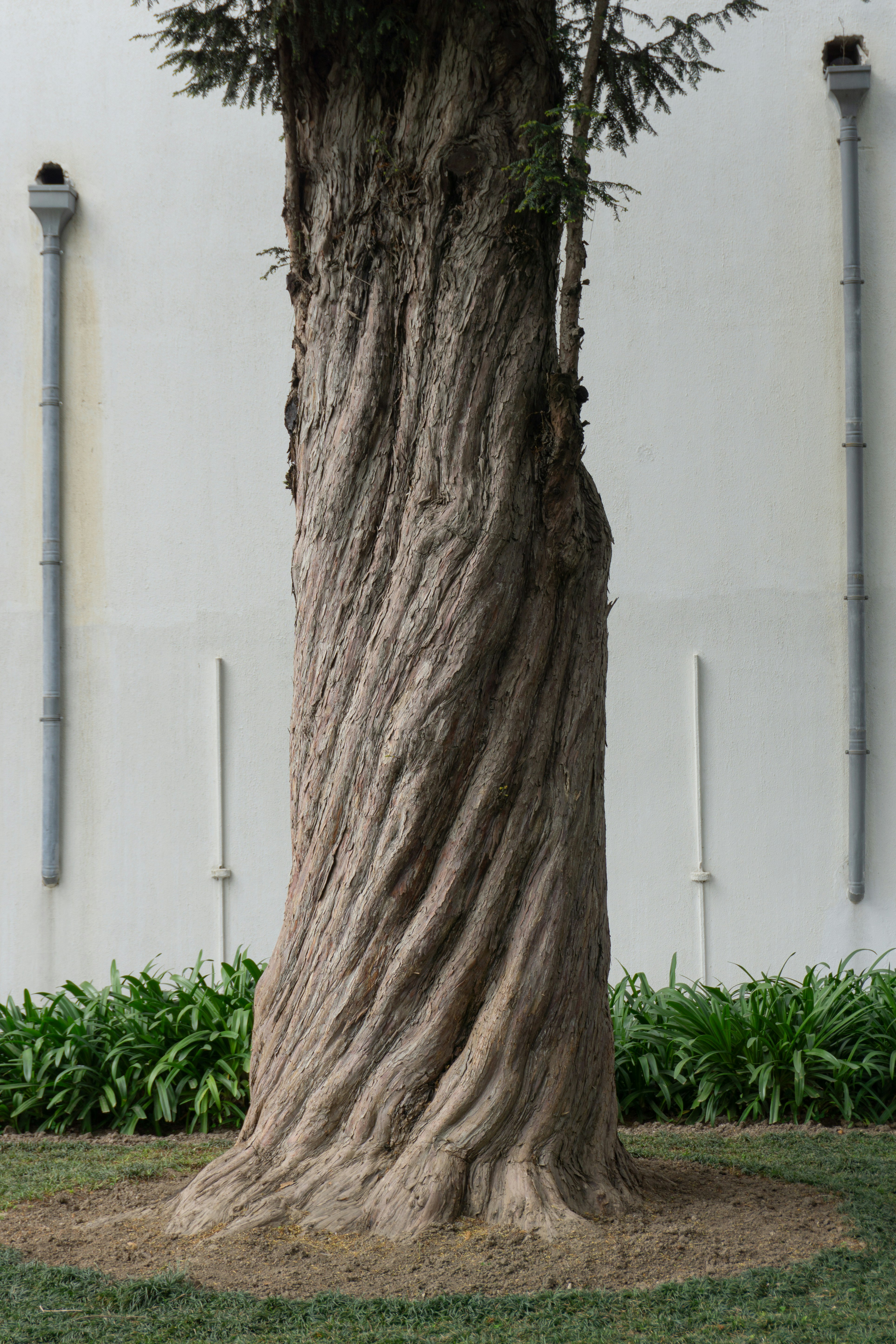A large tree in front of a white building