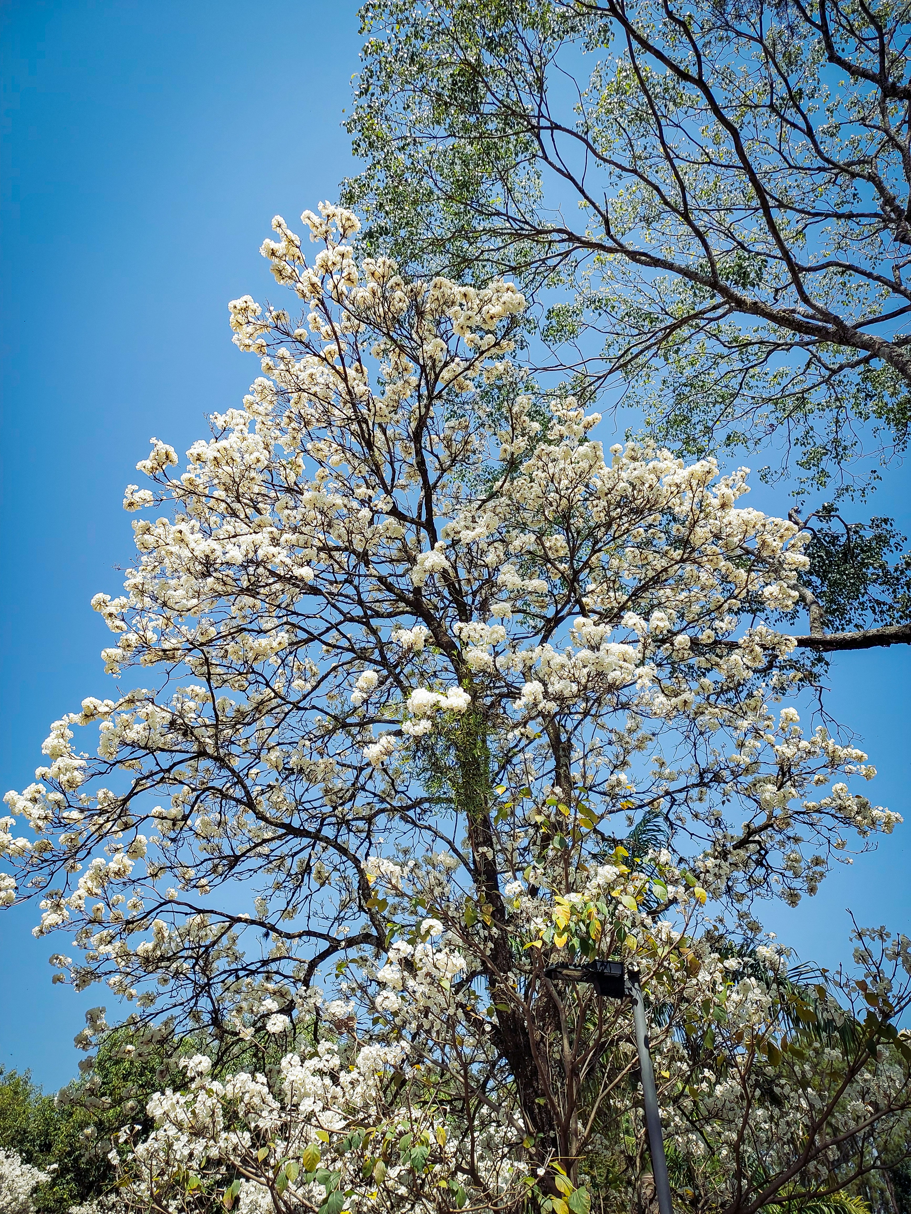 Uma árvore com flores brancas e um céu azul ao fundo