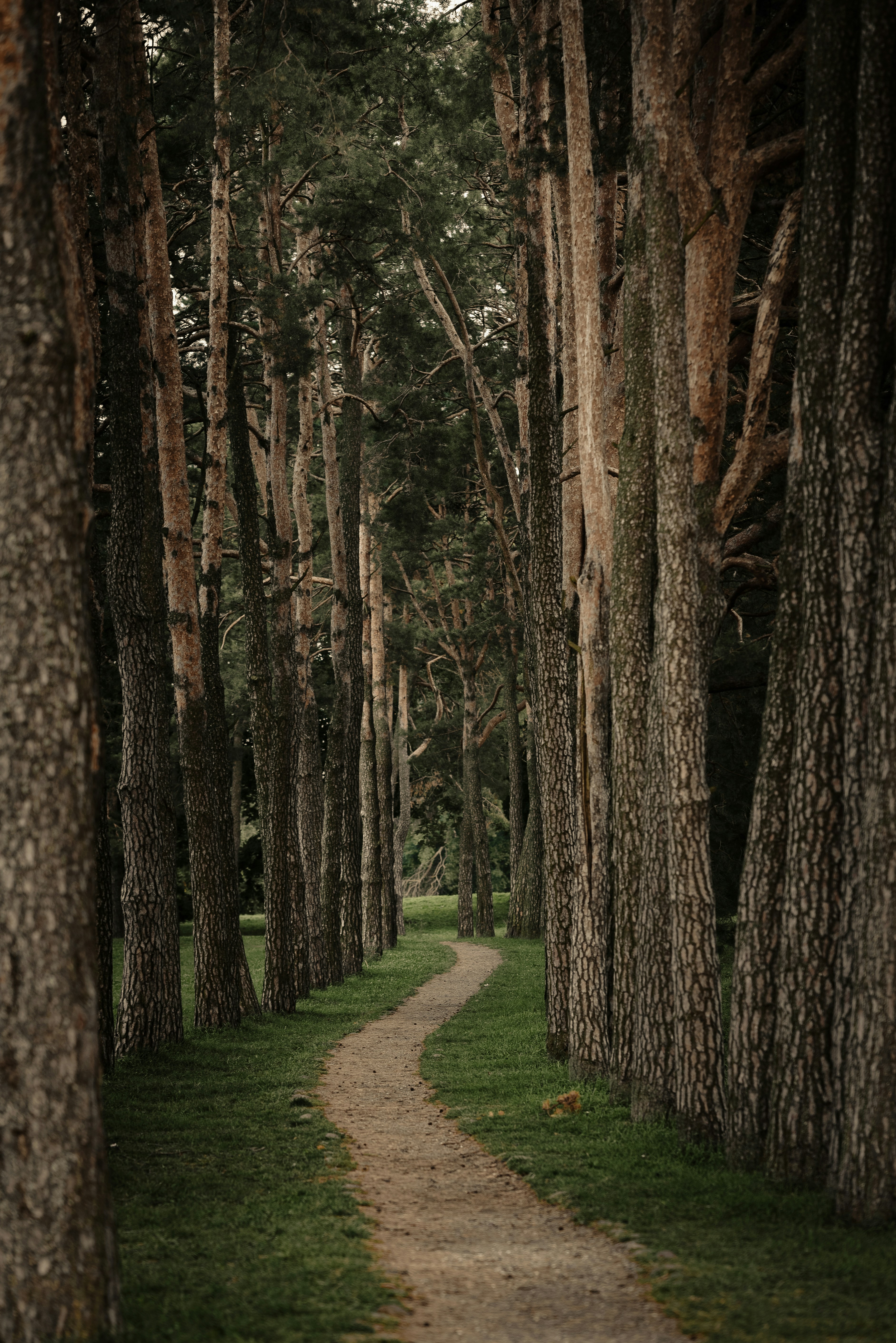 forest trail wallpaper, wallpaper, Solo Backpacking: A Guide to Safe Adventures 6