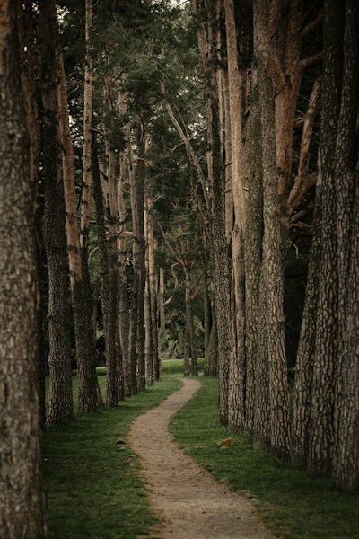 Pine Knot Trail