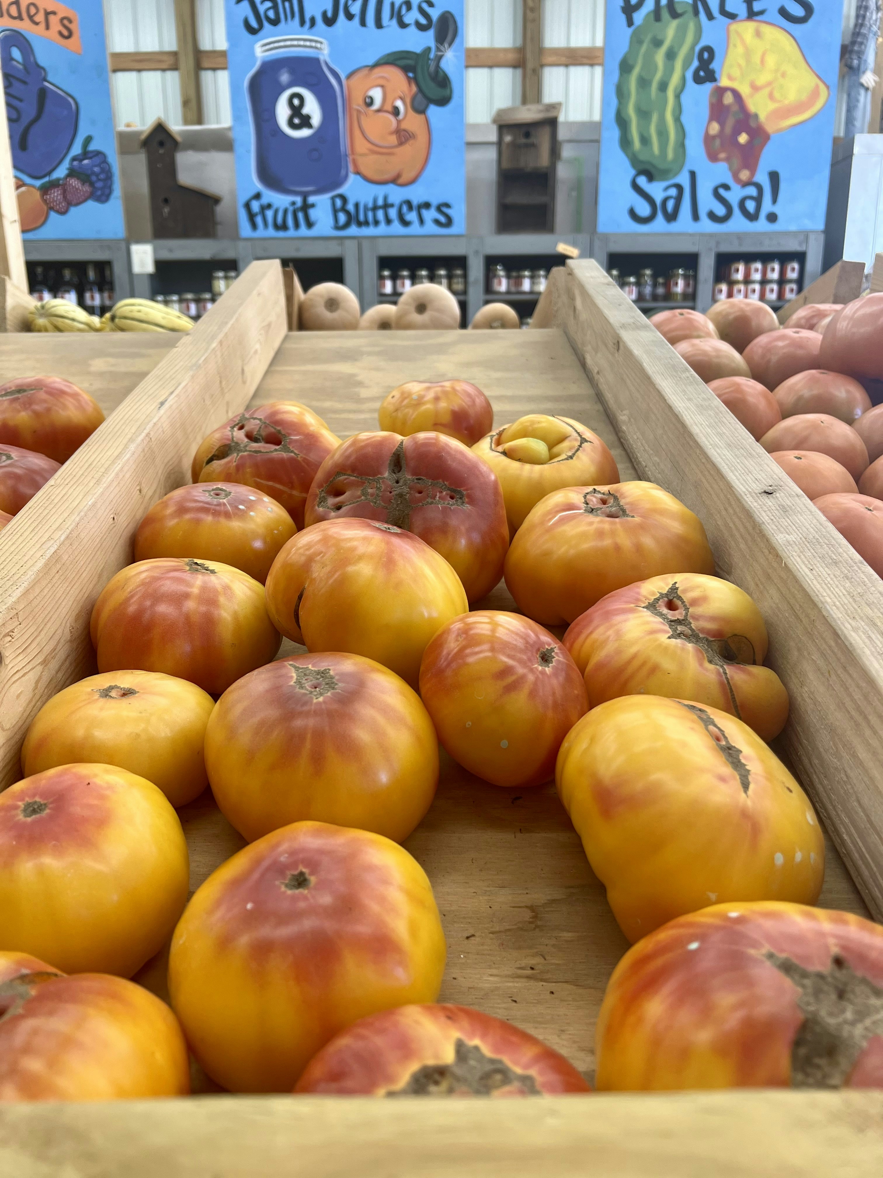 Vibrant red and yellow heirloom tomatoes on a wooden surface in bright natural light