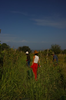 A group of people walking through a lush green field