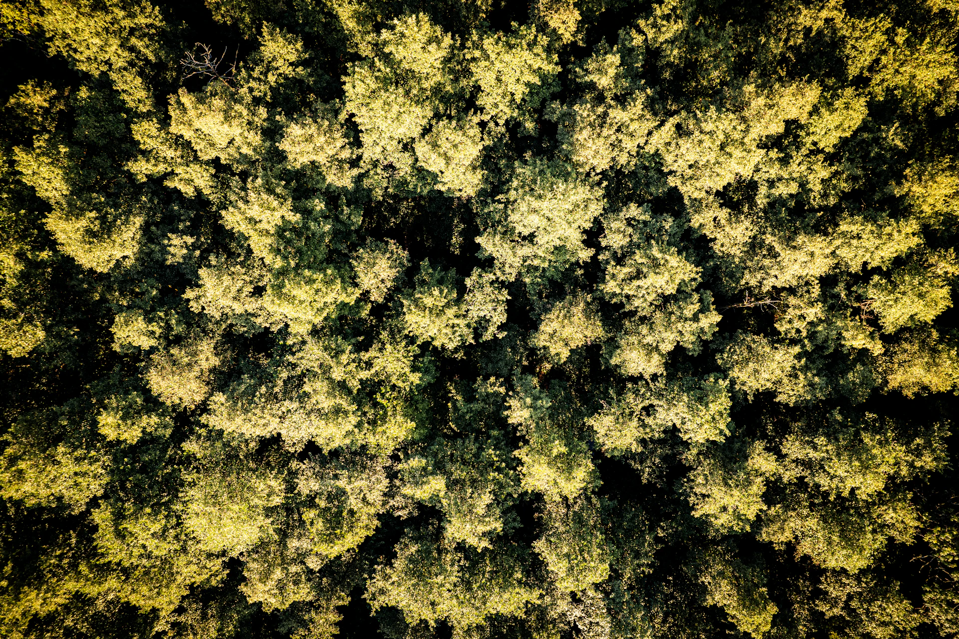 Aerial view of a dense forest canopy