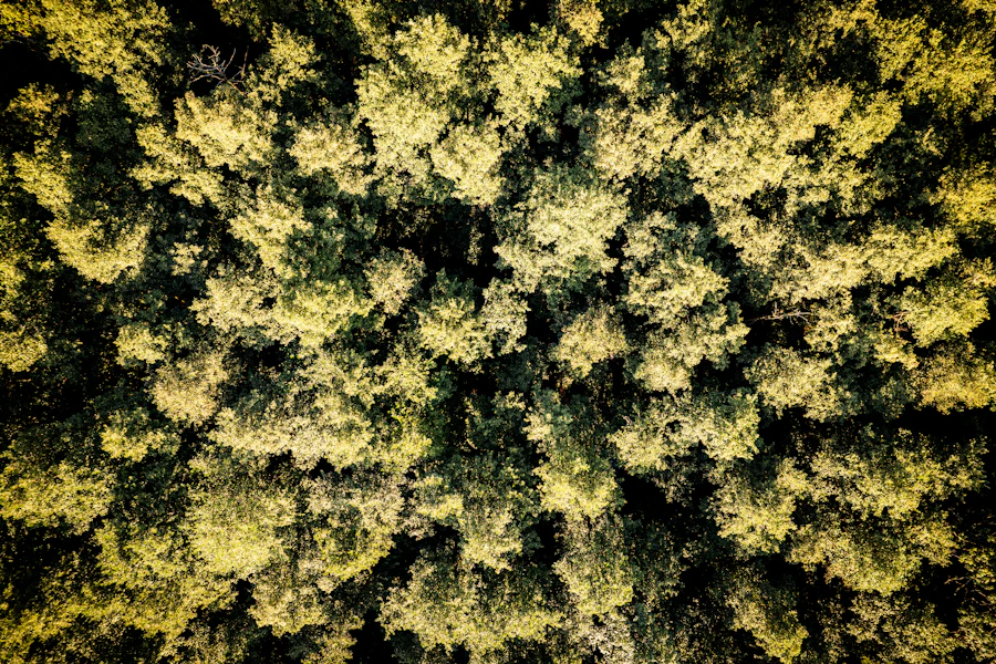 Aerial view of a dense forest canopy