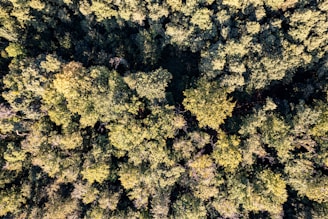 An aerial view of a forest with lots of trees