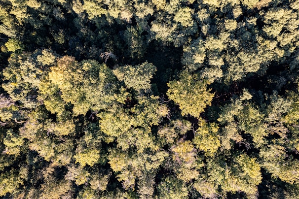 An aerial view of a forest with lots of trees