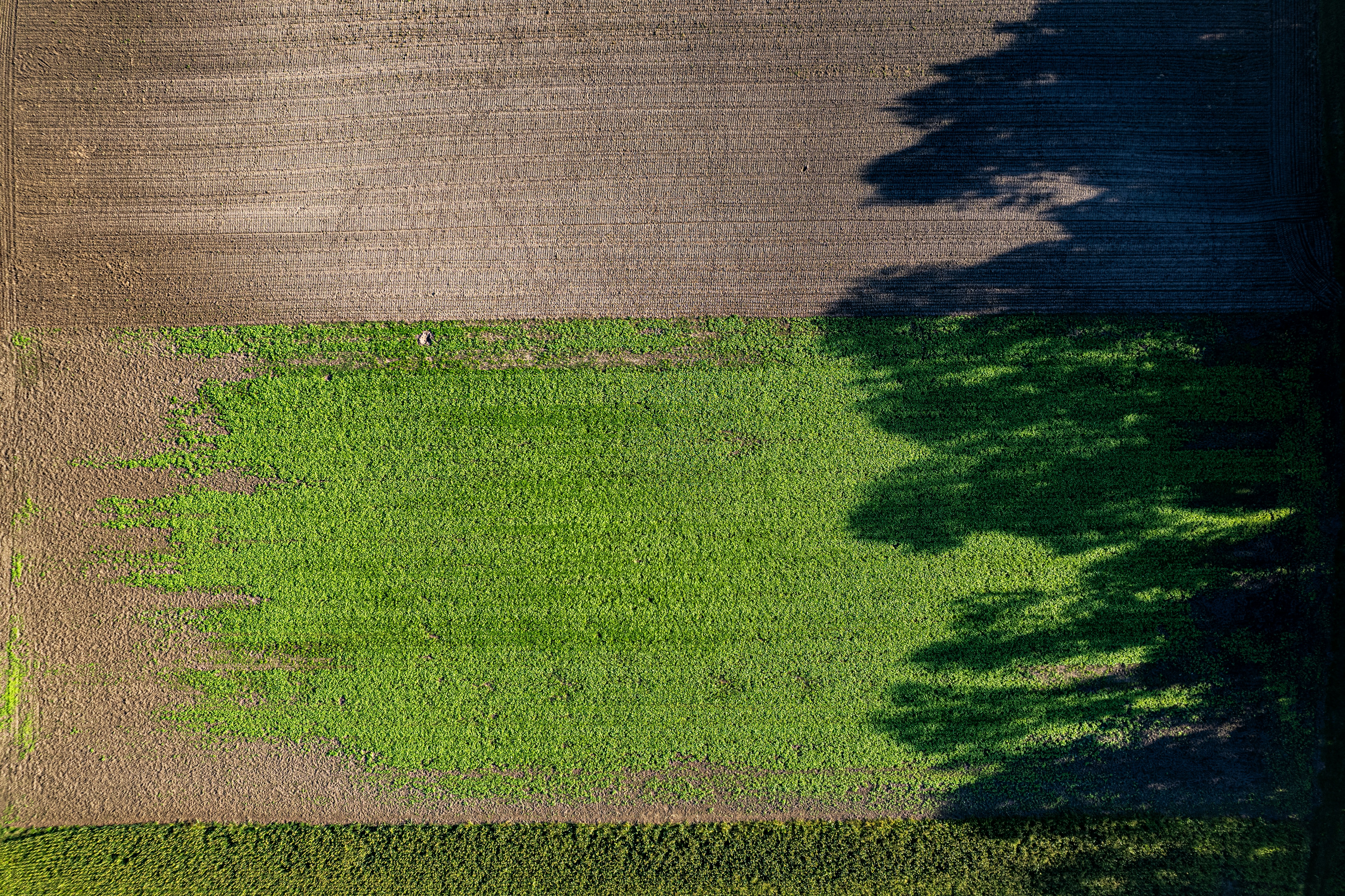 An aerial view of a green field with trees