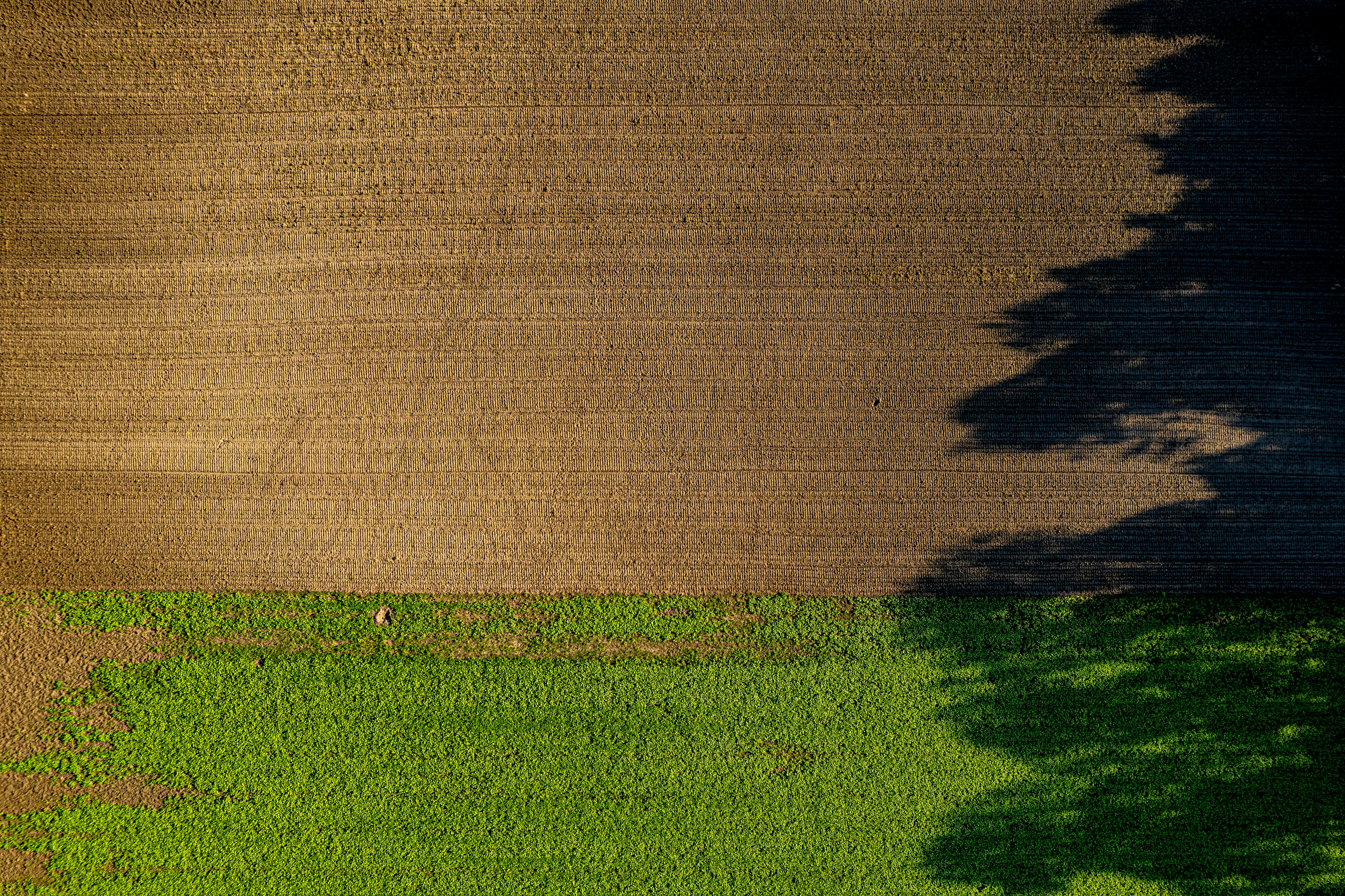 A group of trees that are next to each other