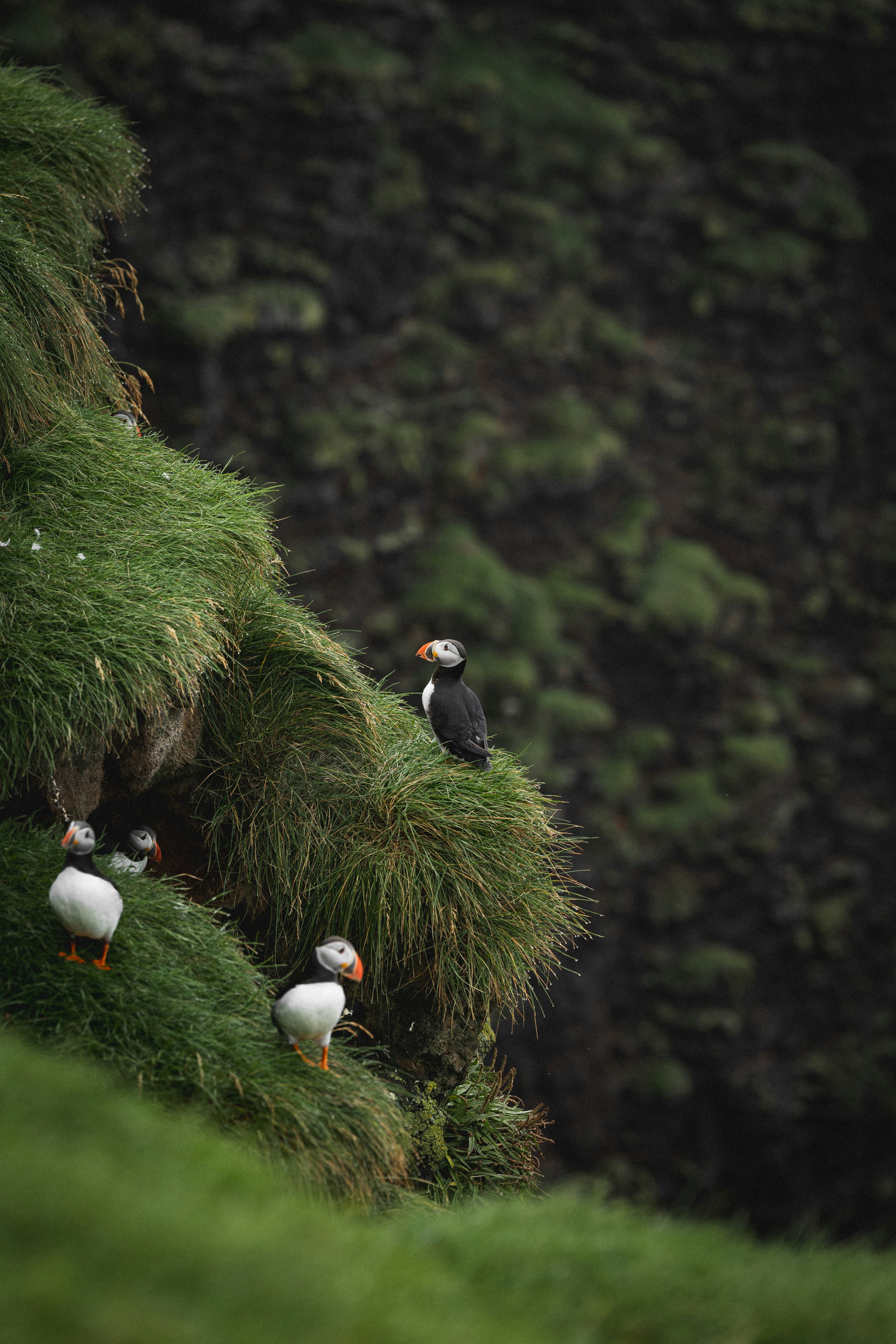 A flock of birds sitting on top of a lush green hillside