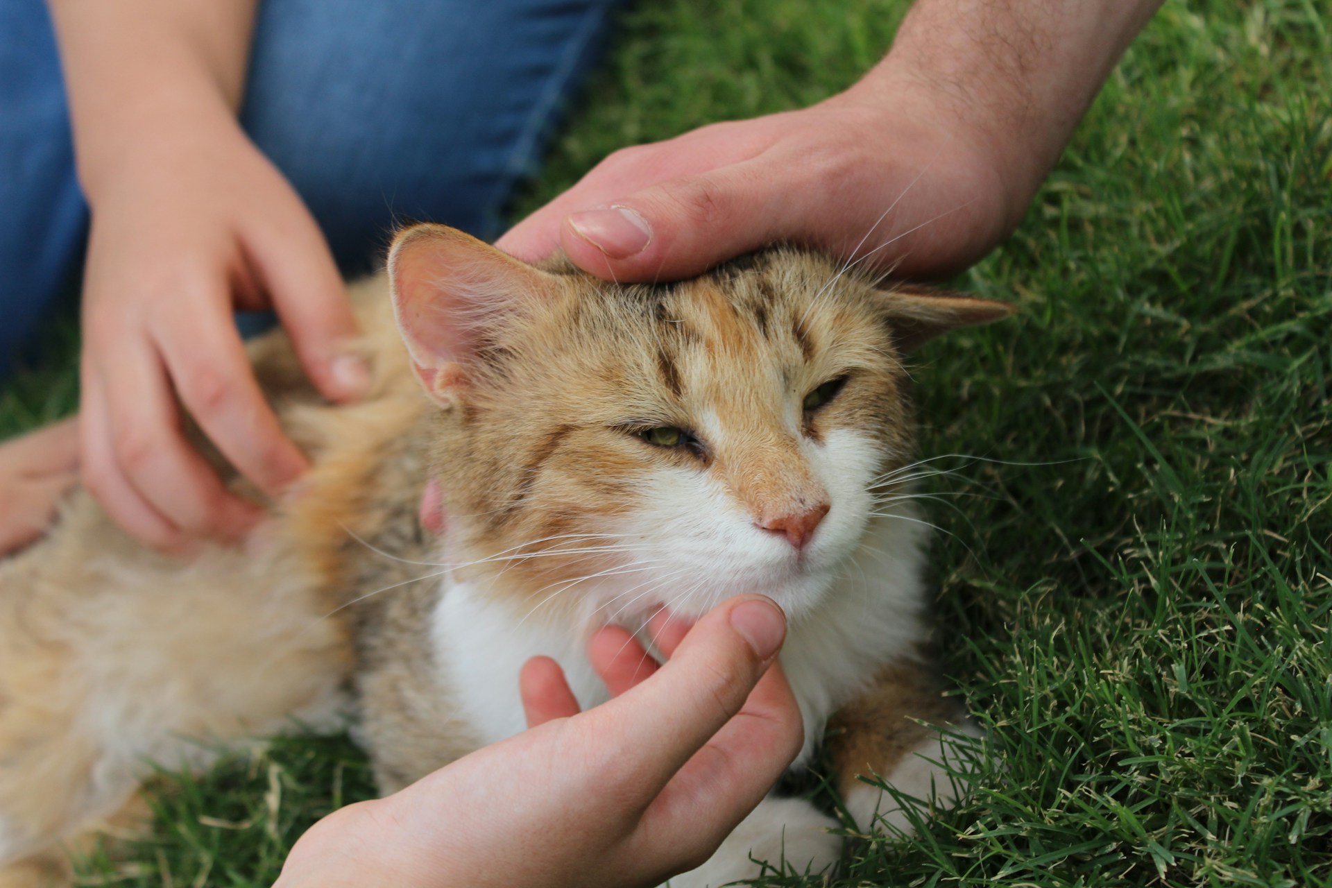 A person petting a cat on the grass