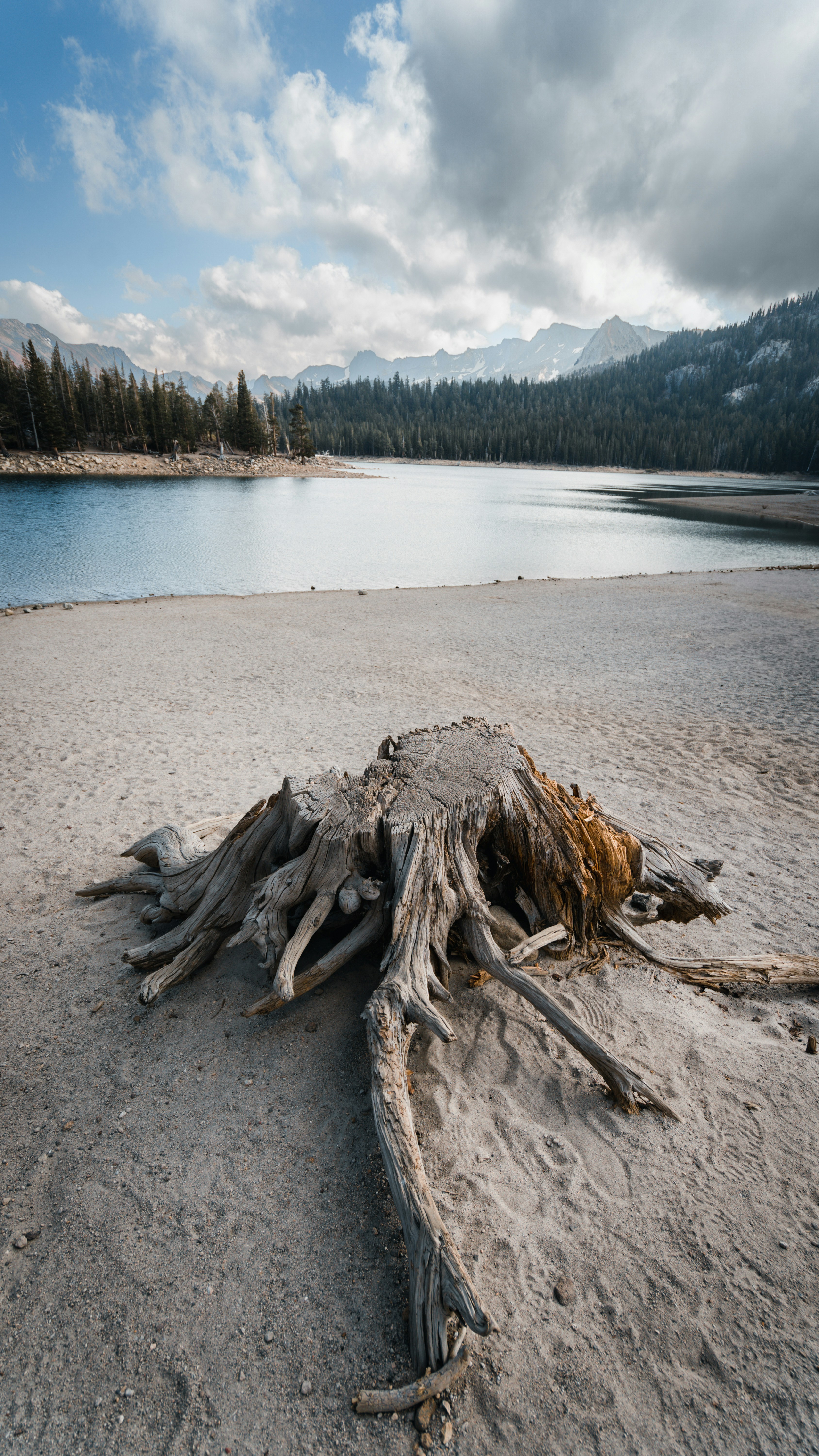 湖を背景にしたビーチの木の切り株