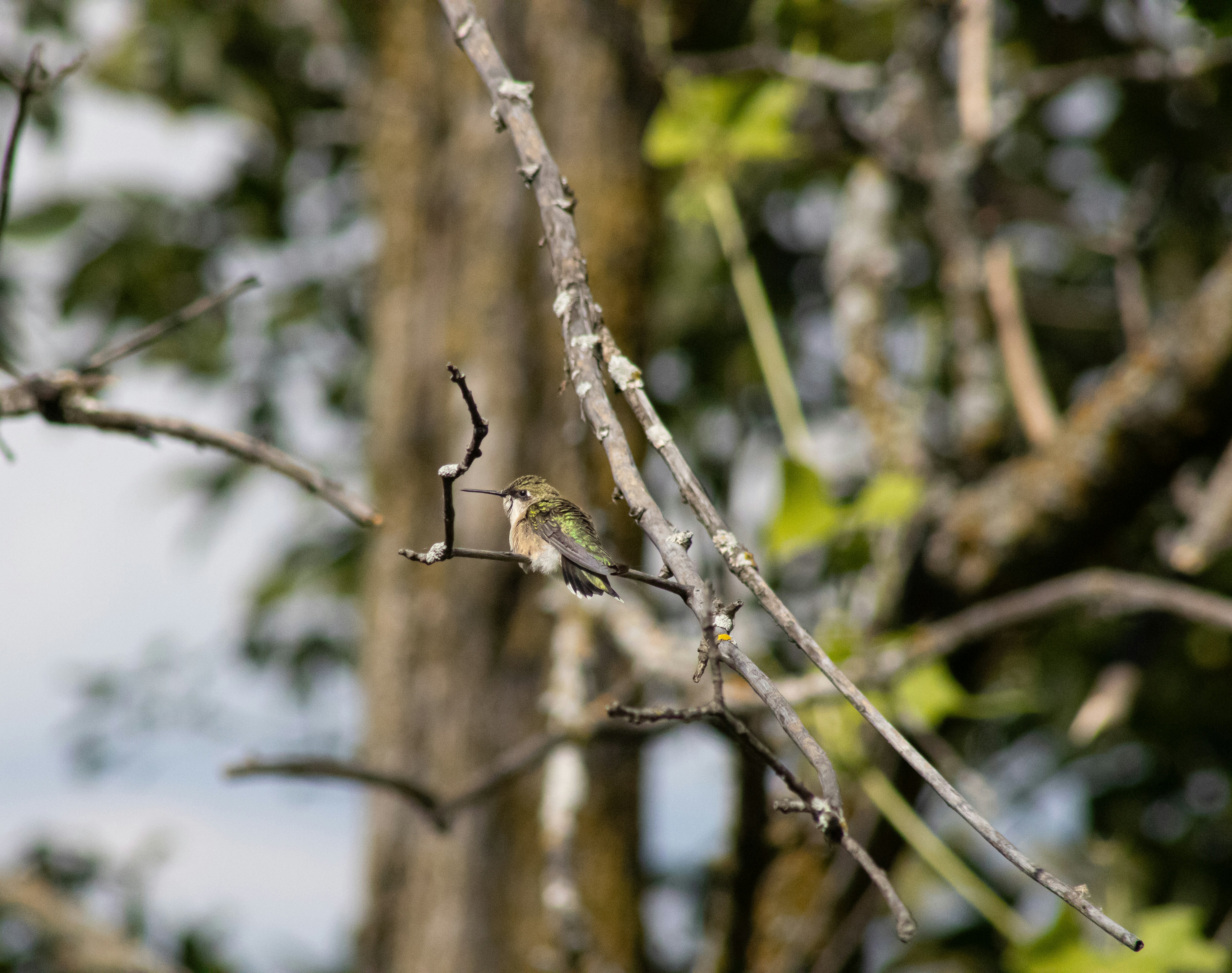 鳥と木の枝 木の枝にとまる鳥の写真 – Unsplashの森の無料画像