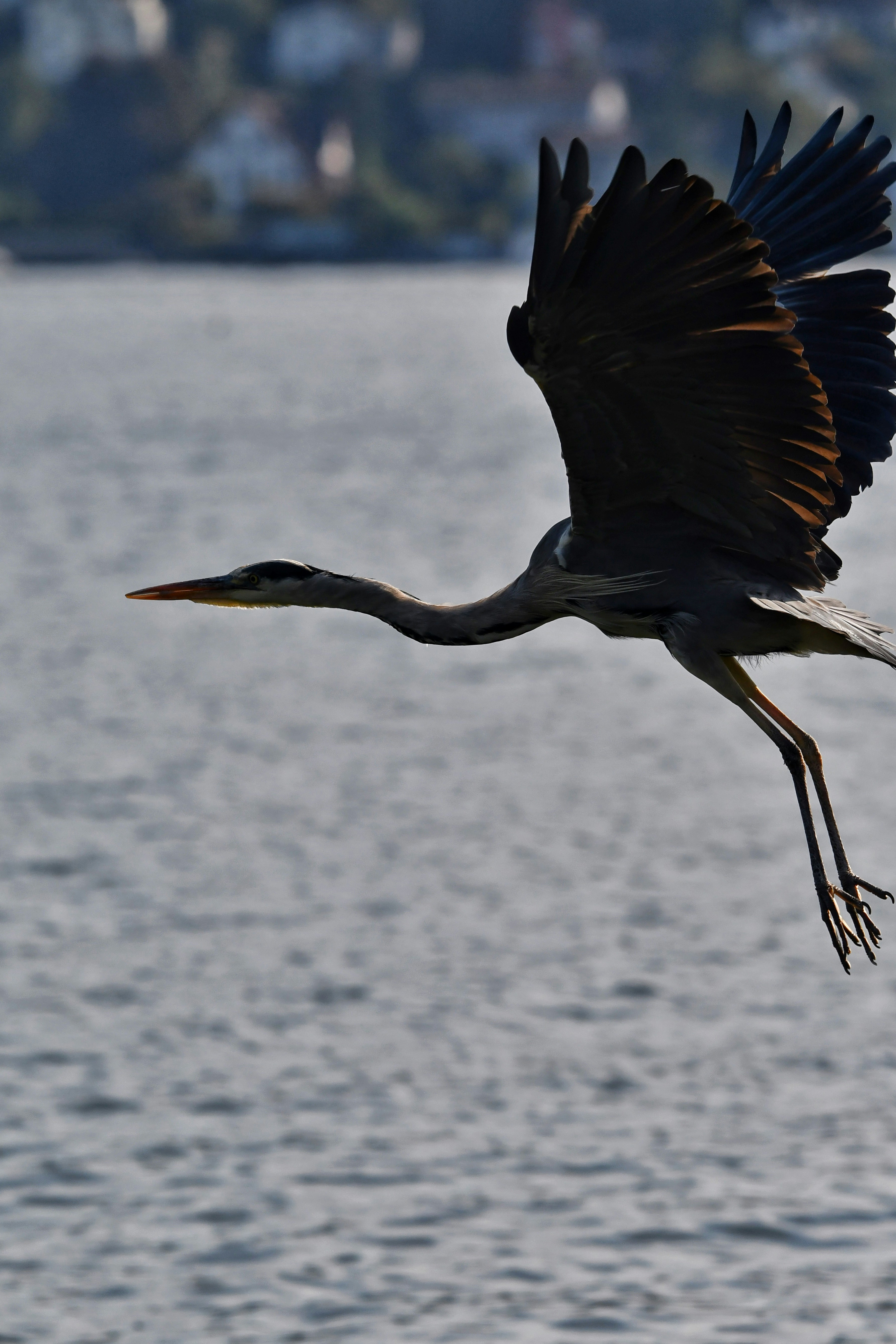 Photo by pedrino5_official