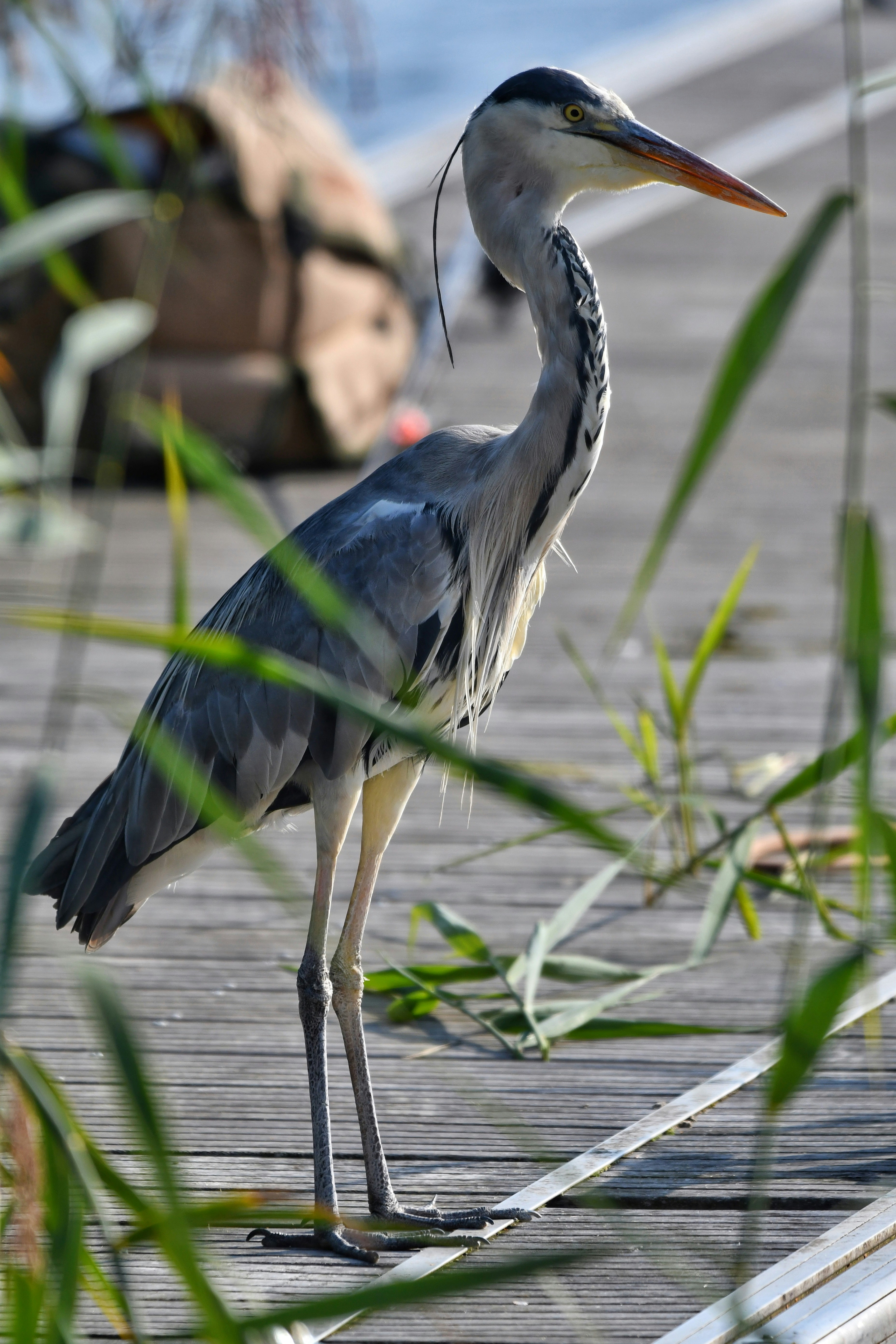 Photo by pedrino5_official