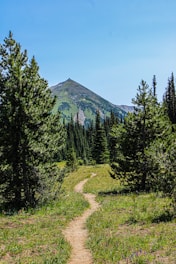 A trail winds through a forest with a mountain in the background