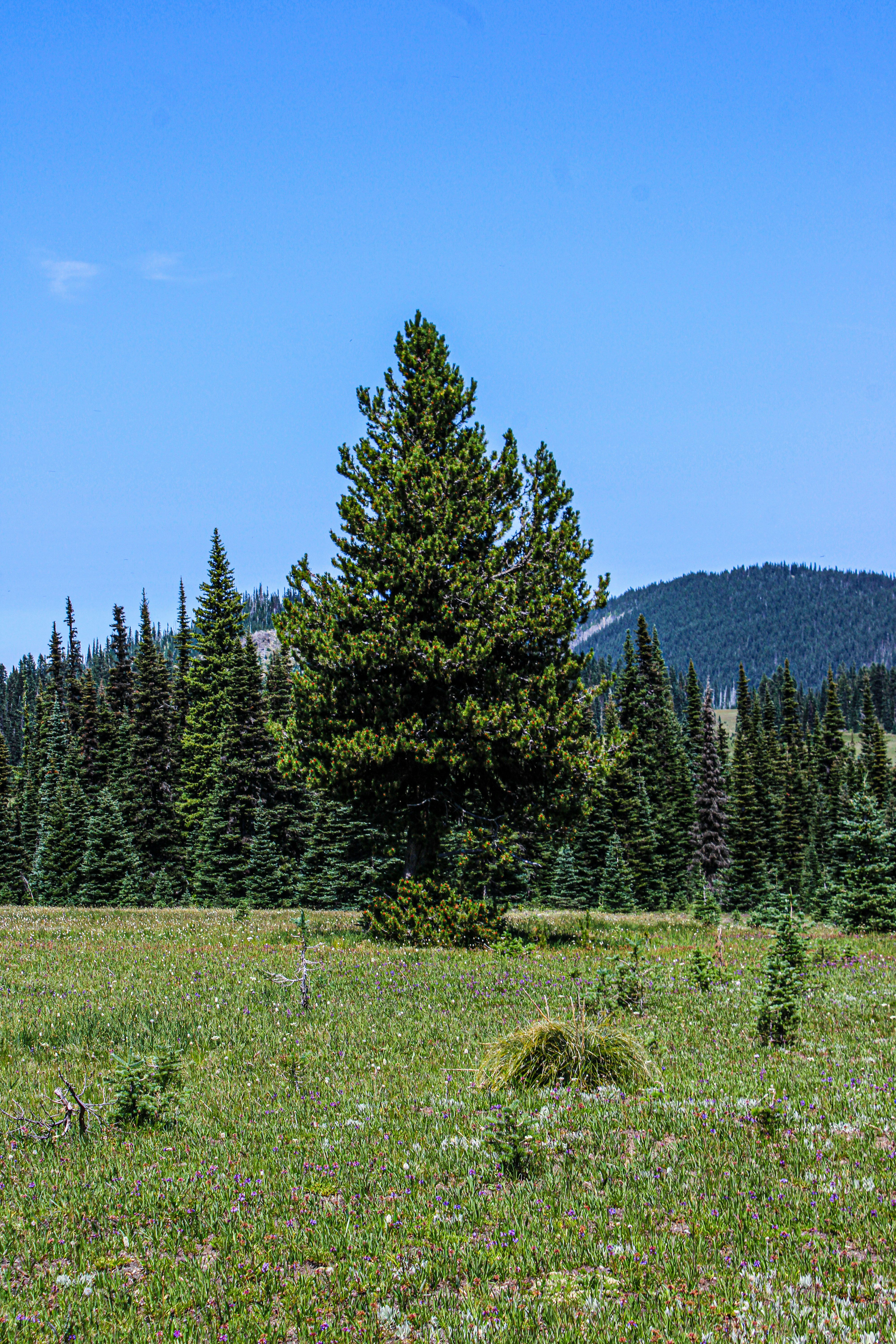 Photo by prphotography262