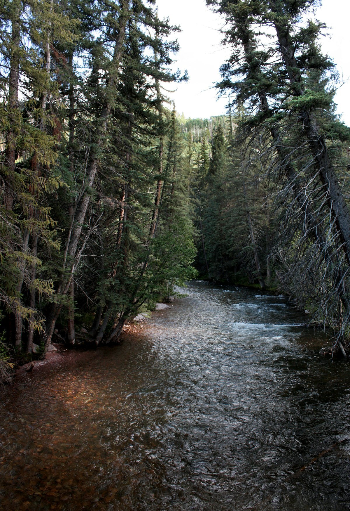 Autumn timber in the Colorado high country — archery elk season, and the same ground that teaches you how to move quietly