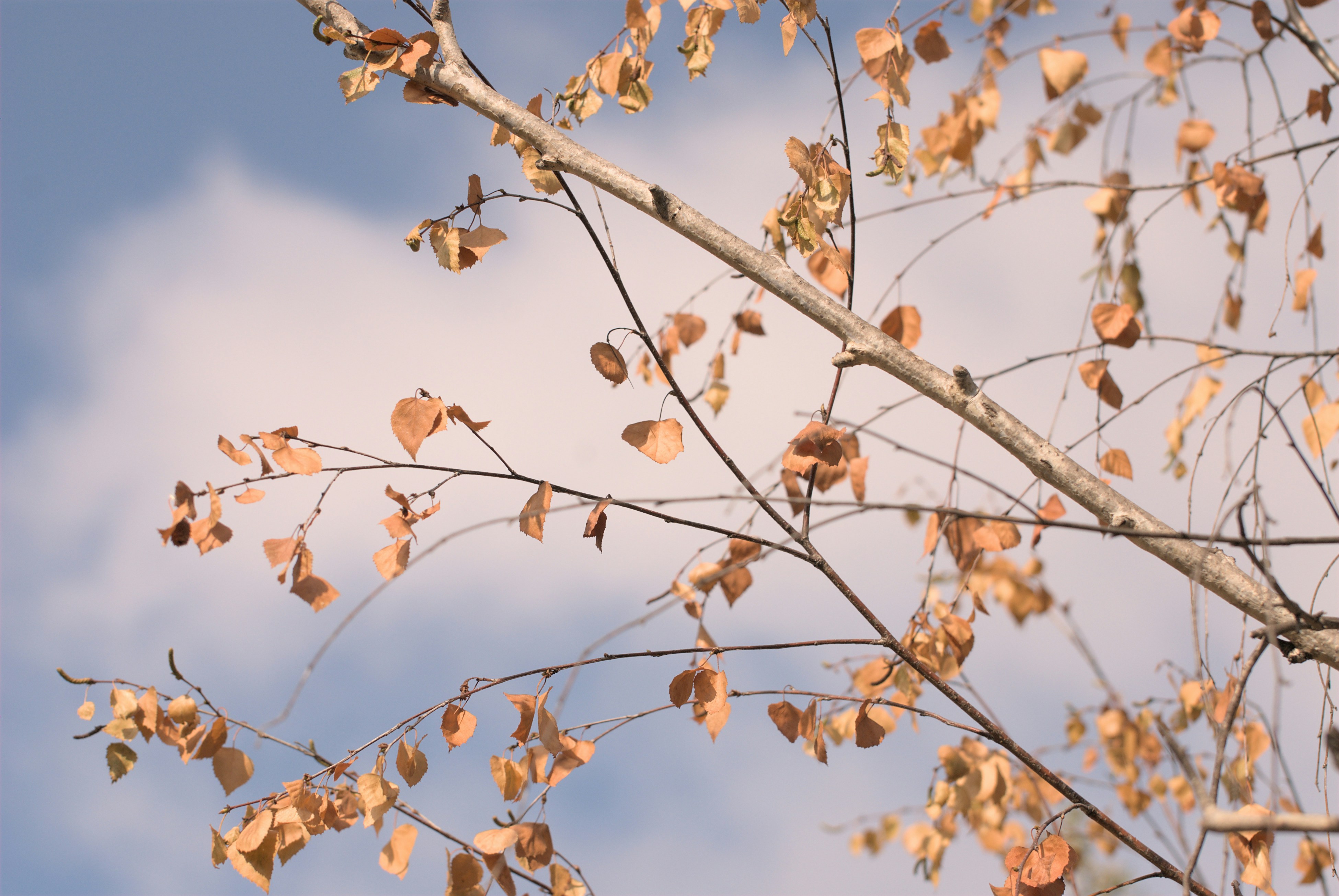 Photo by caydence_01