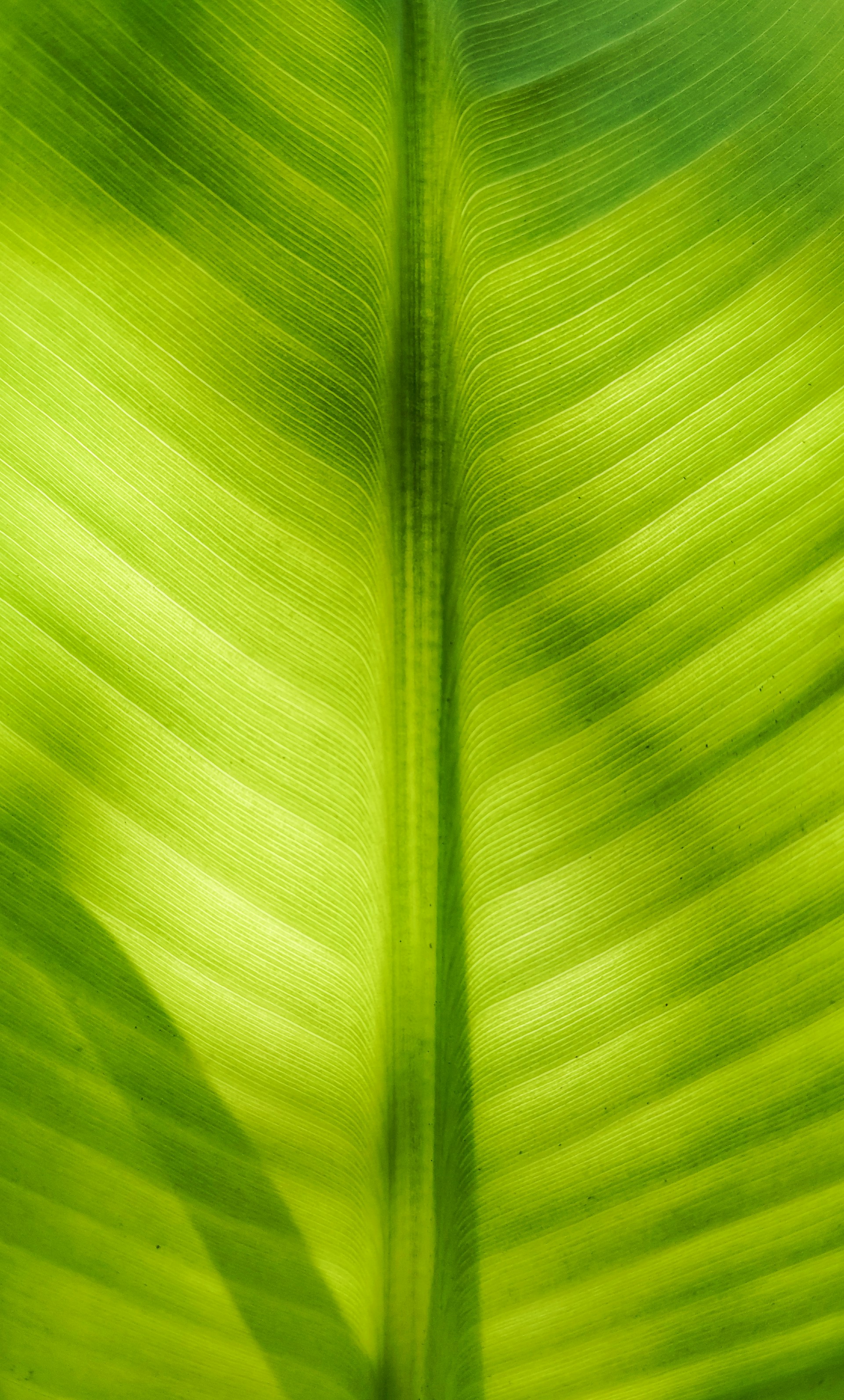 A close up view of a green leaf