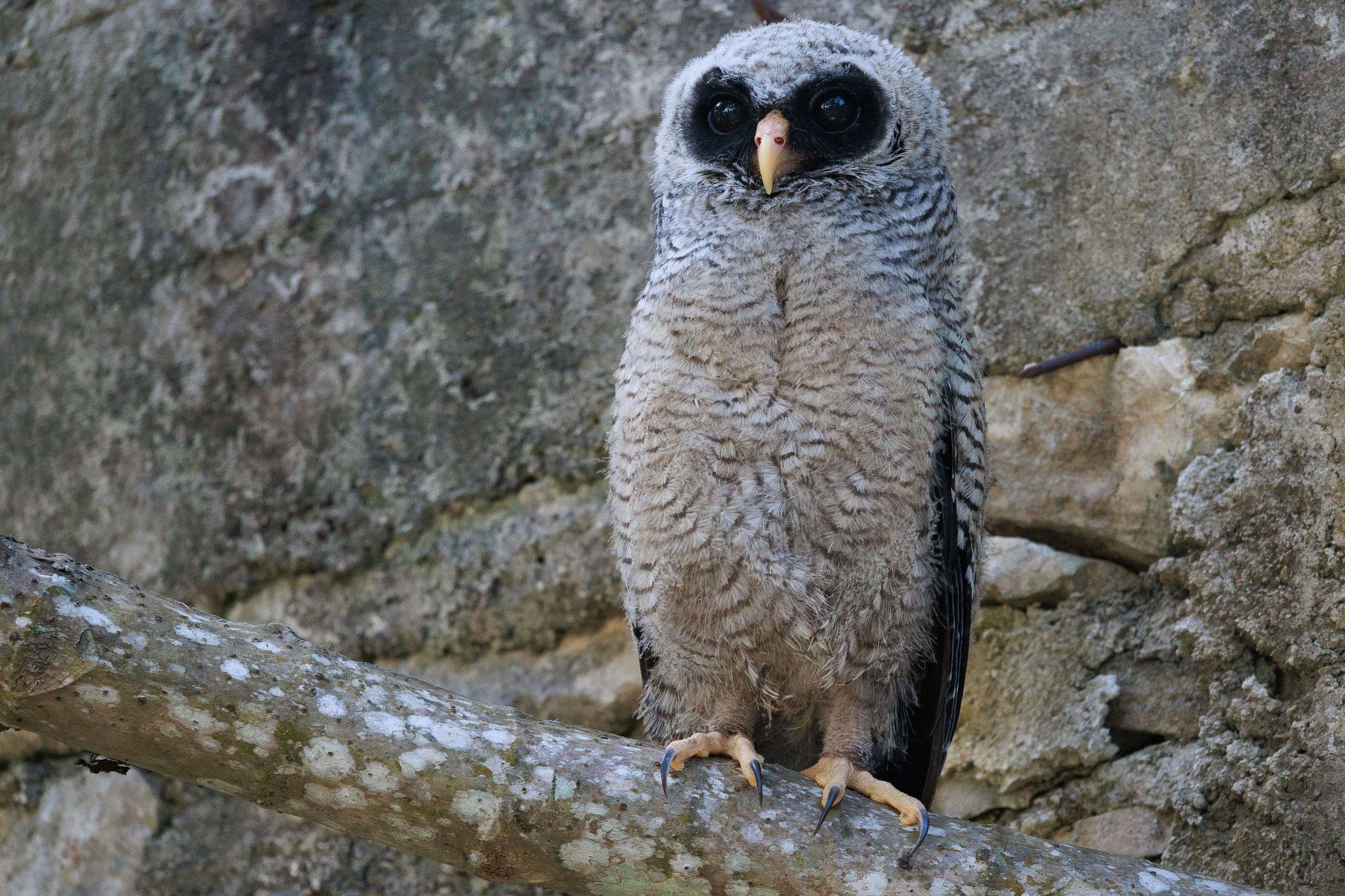An owl is perched on a tree branch