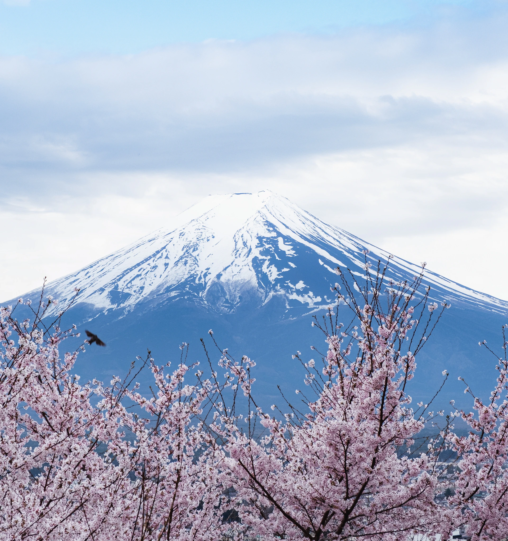 A mountain with a snow capped peak in the background