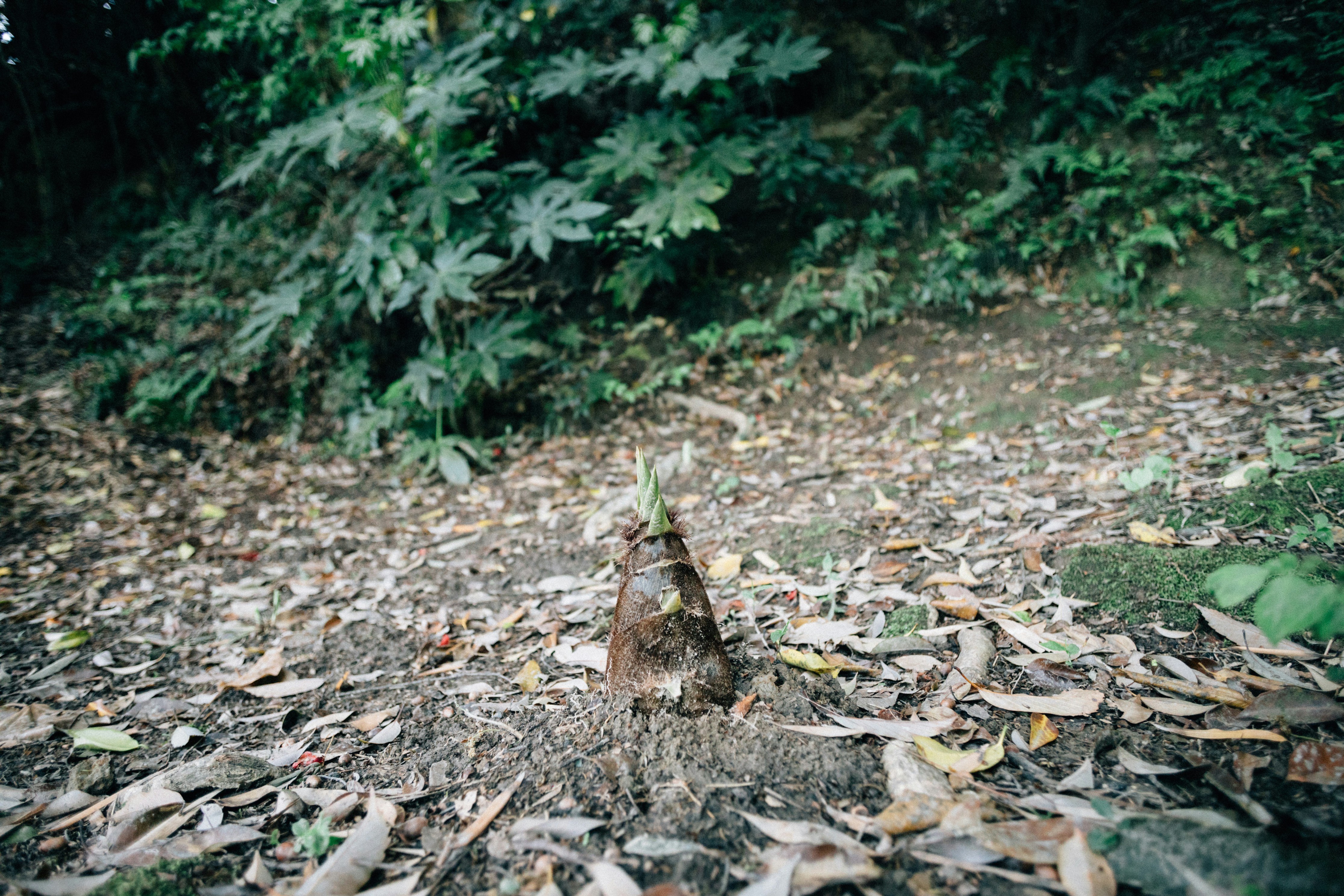 A bird standing in the middle of a forest