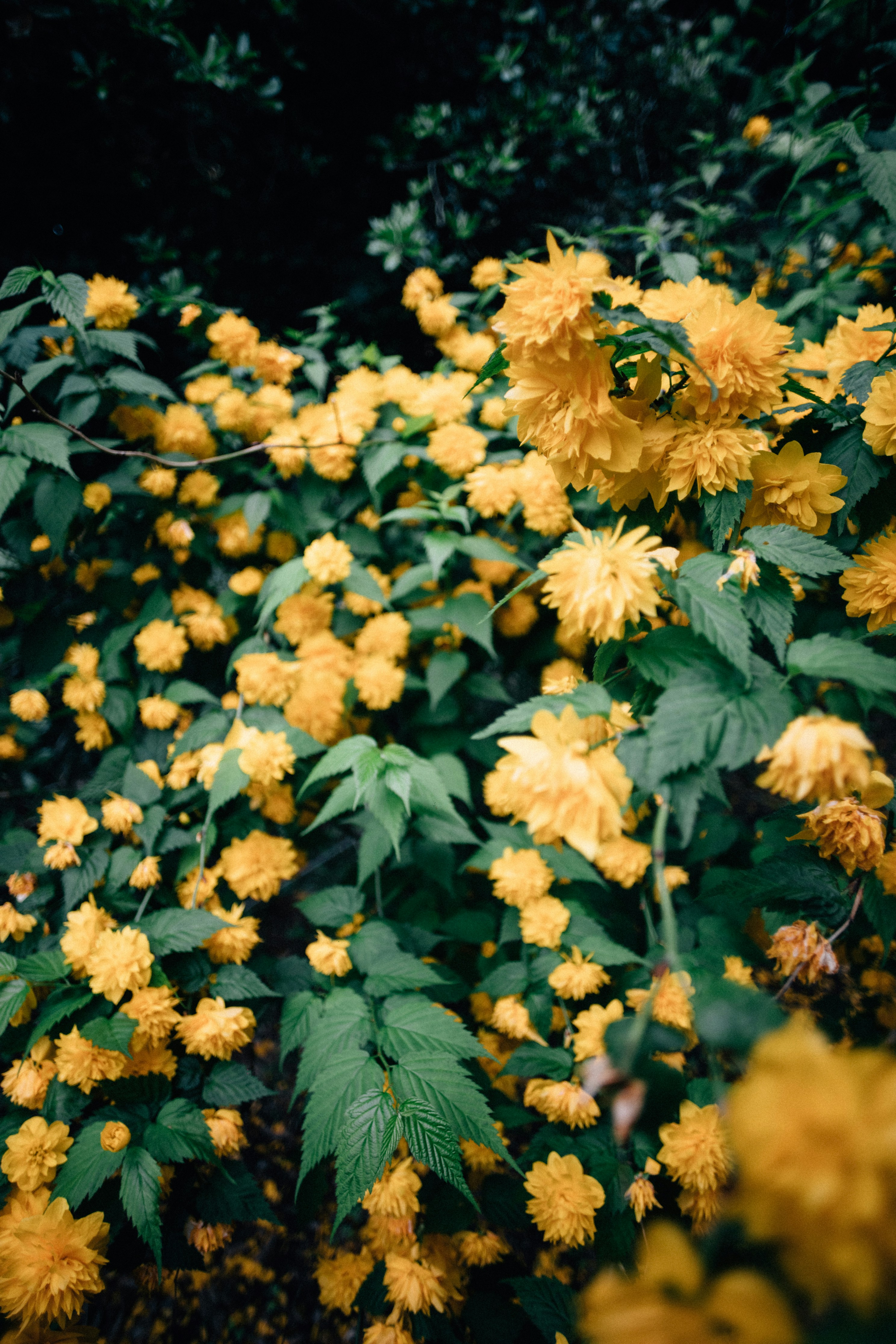 Photo by tsuyoshikozu