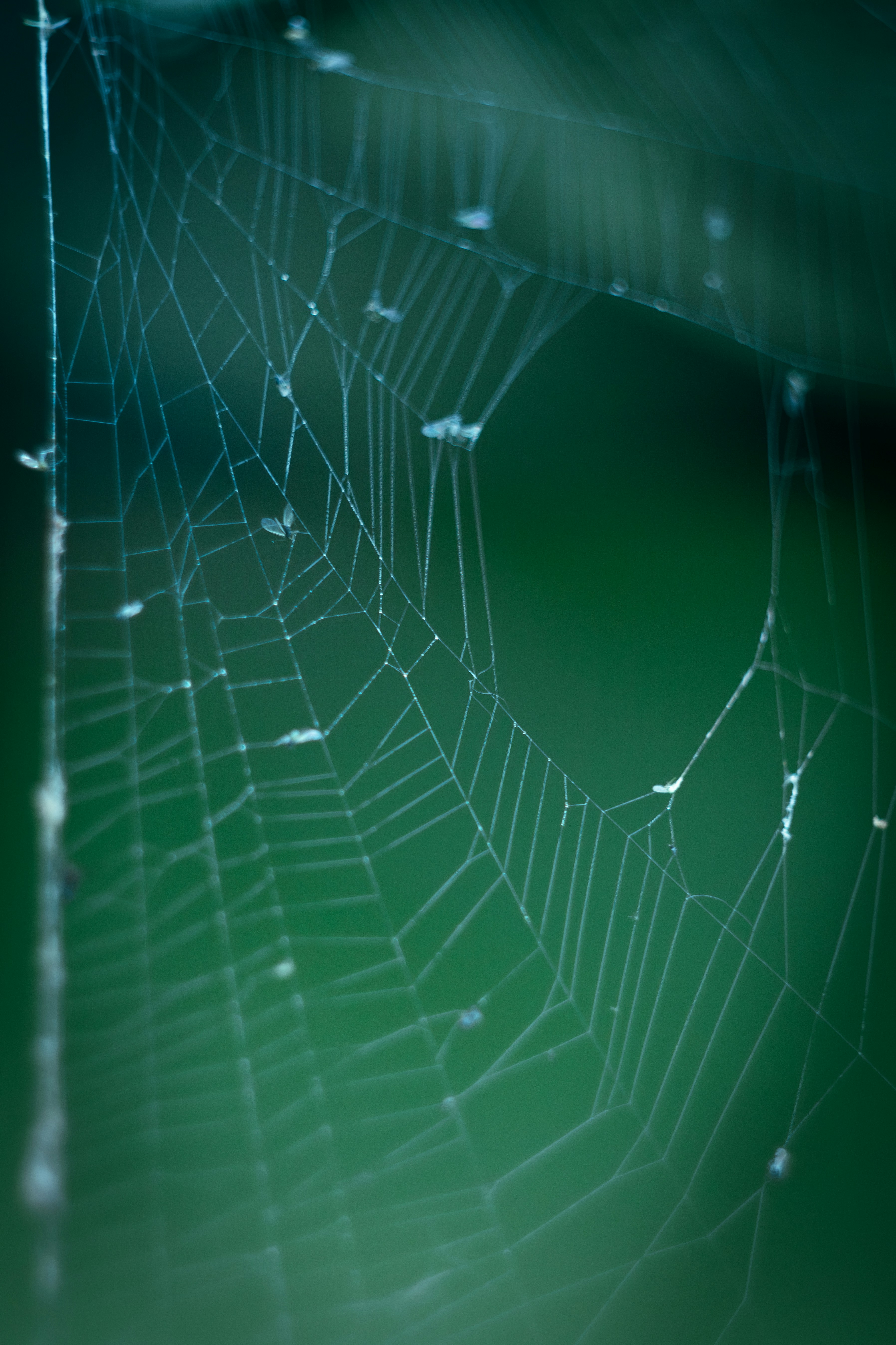 A close up of a spider web on a green background