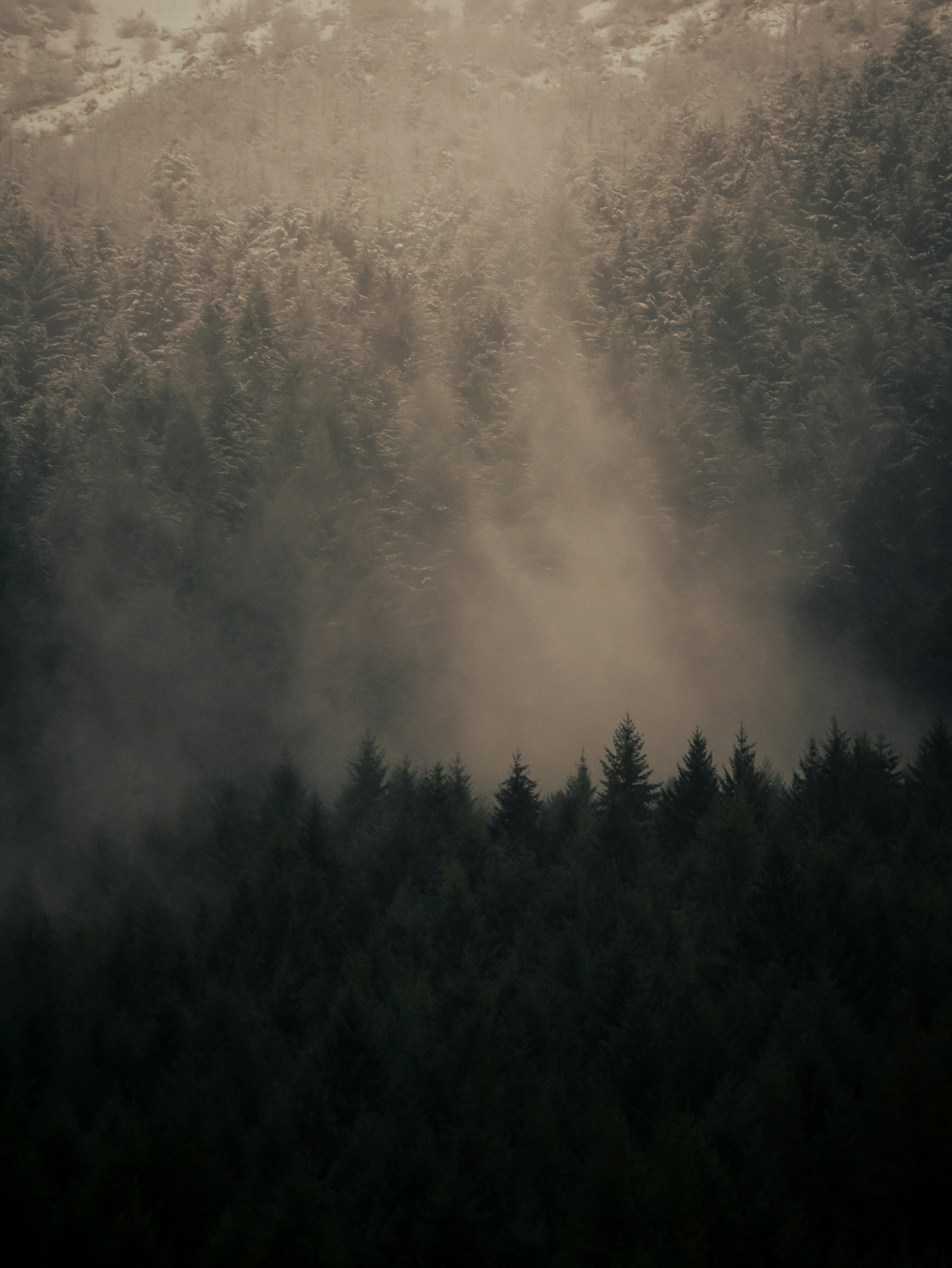 Forest Aesthetic Pictures | Download Free Images on Unsplash