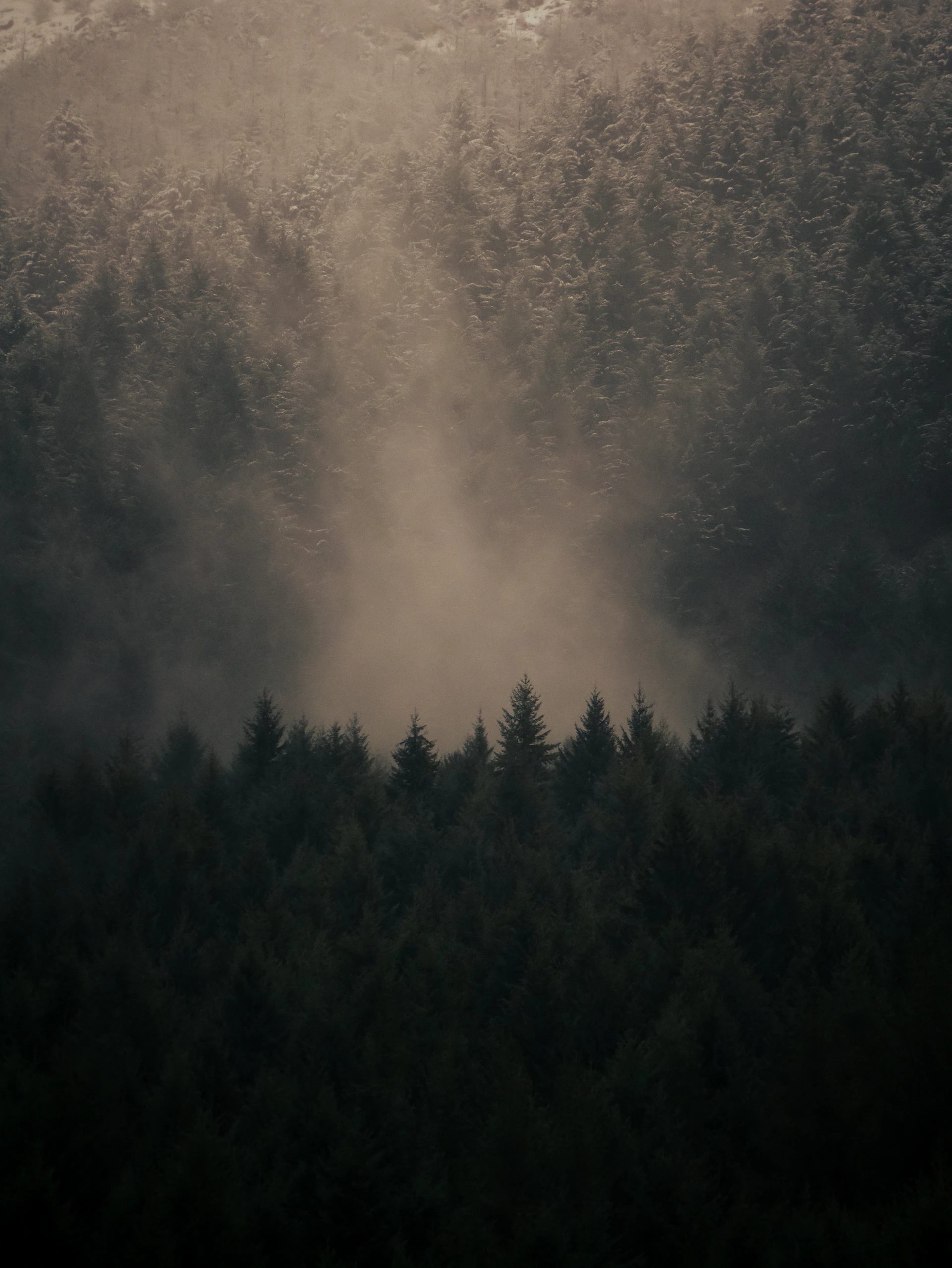 A foggy forest with a mountain in the background