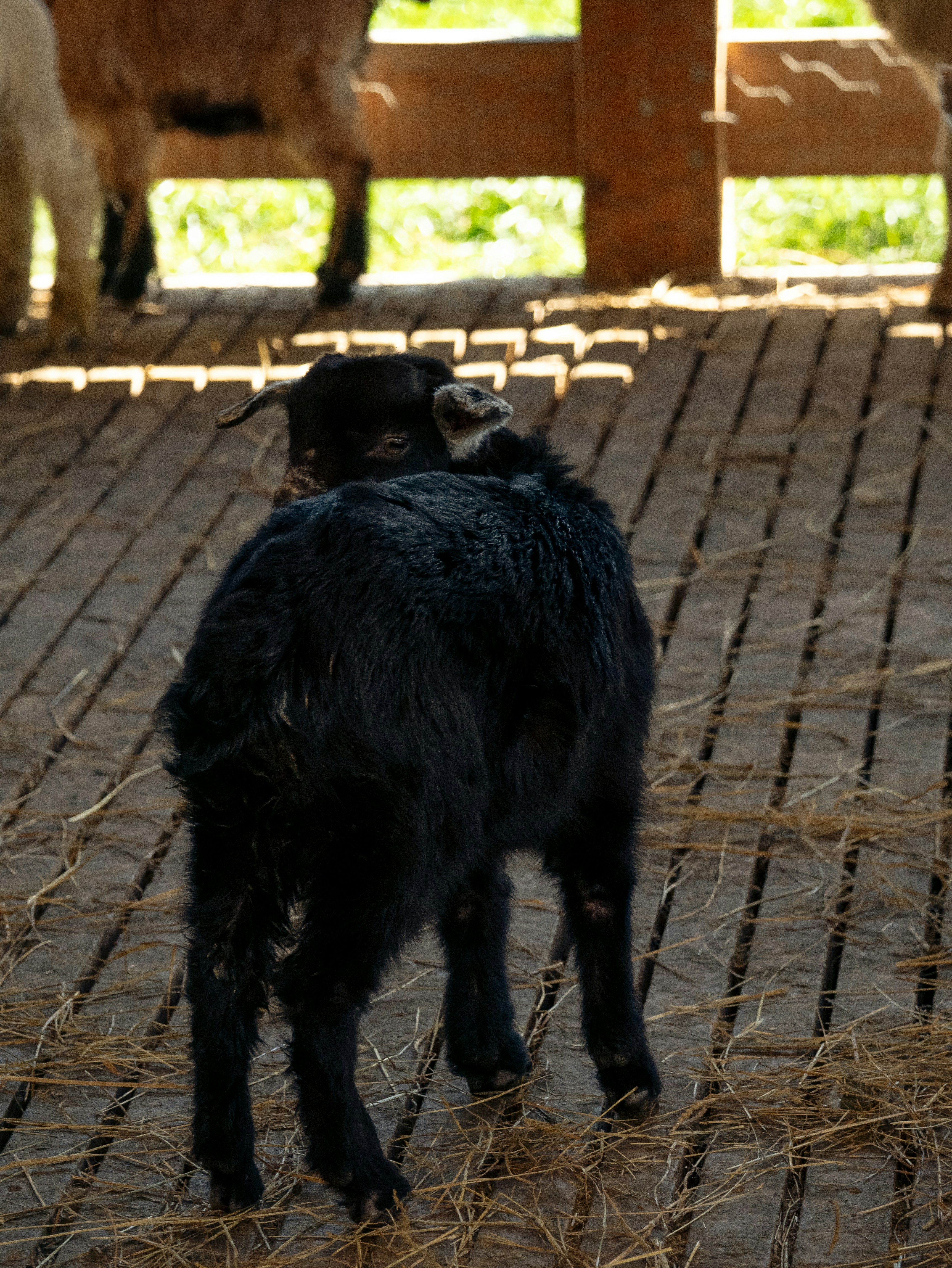 A black dog standing in a pen full of sheep