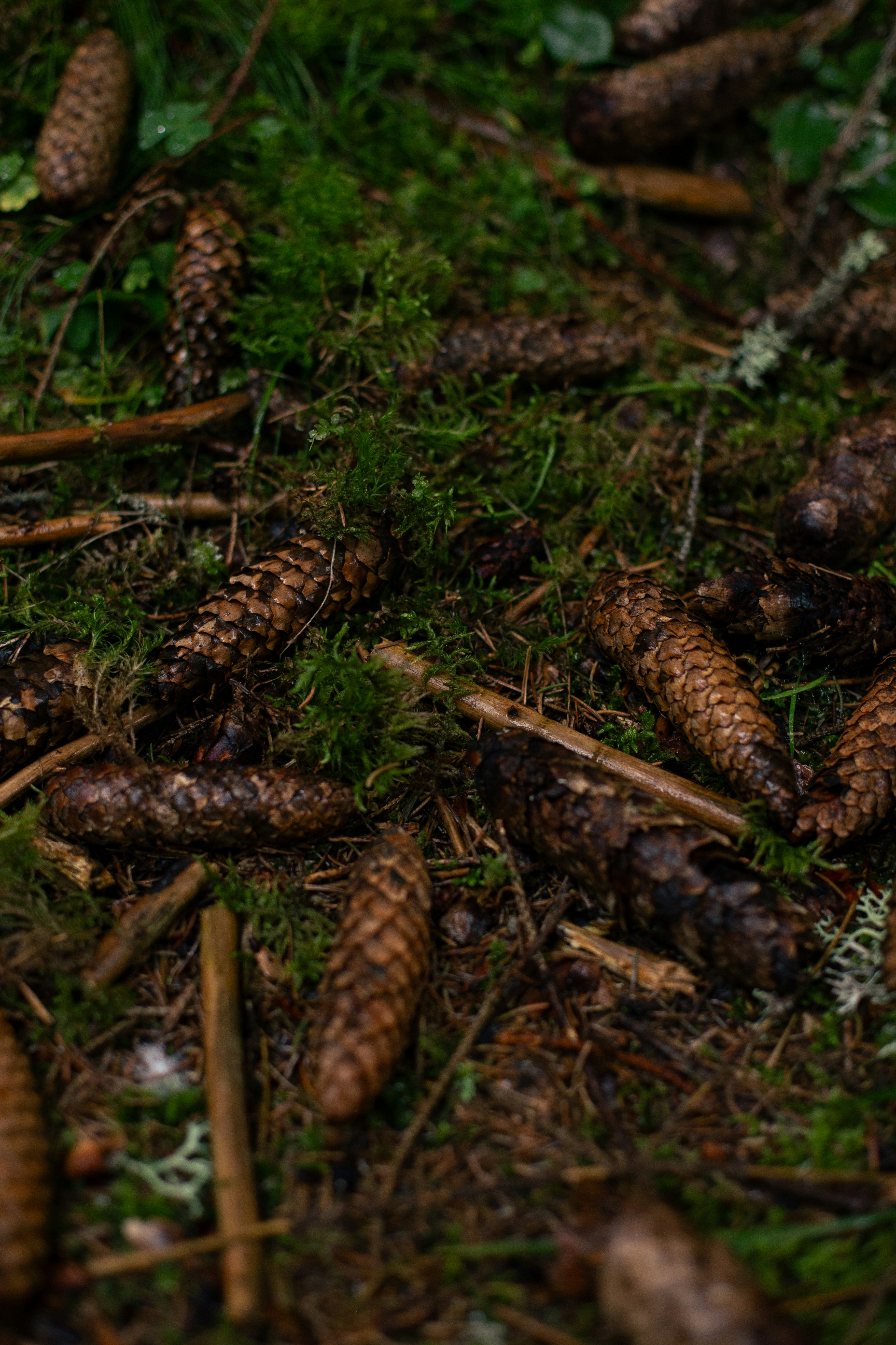 Photo by raymondpetrik