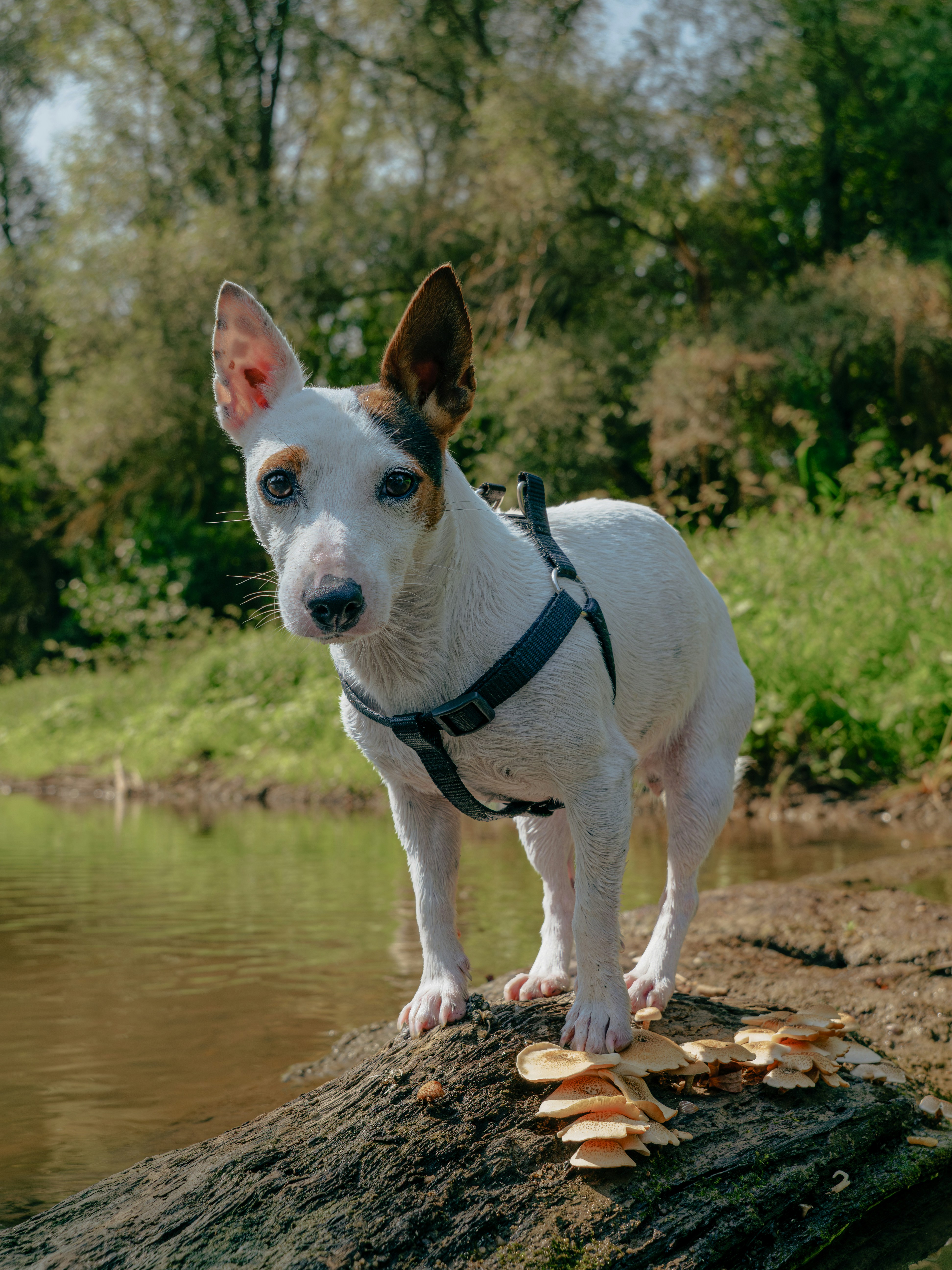 A dog standing on a log in the water