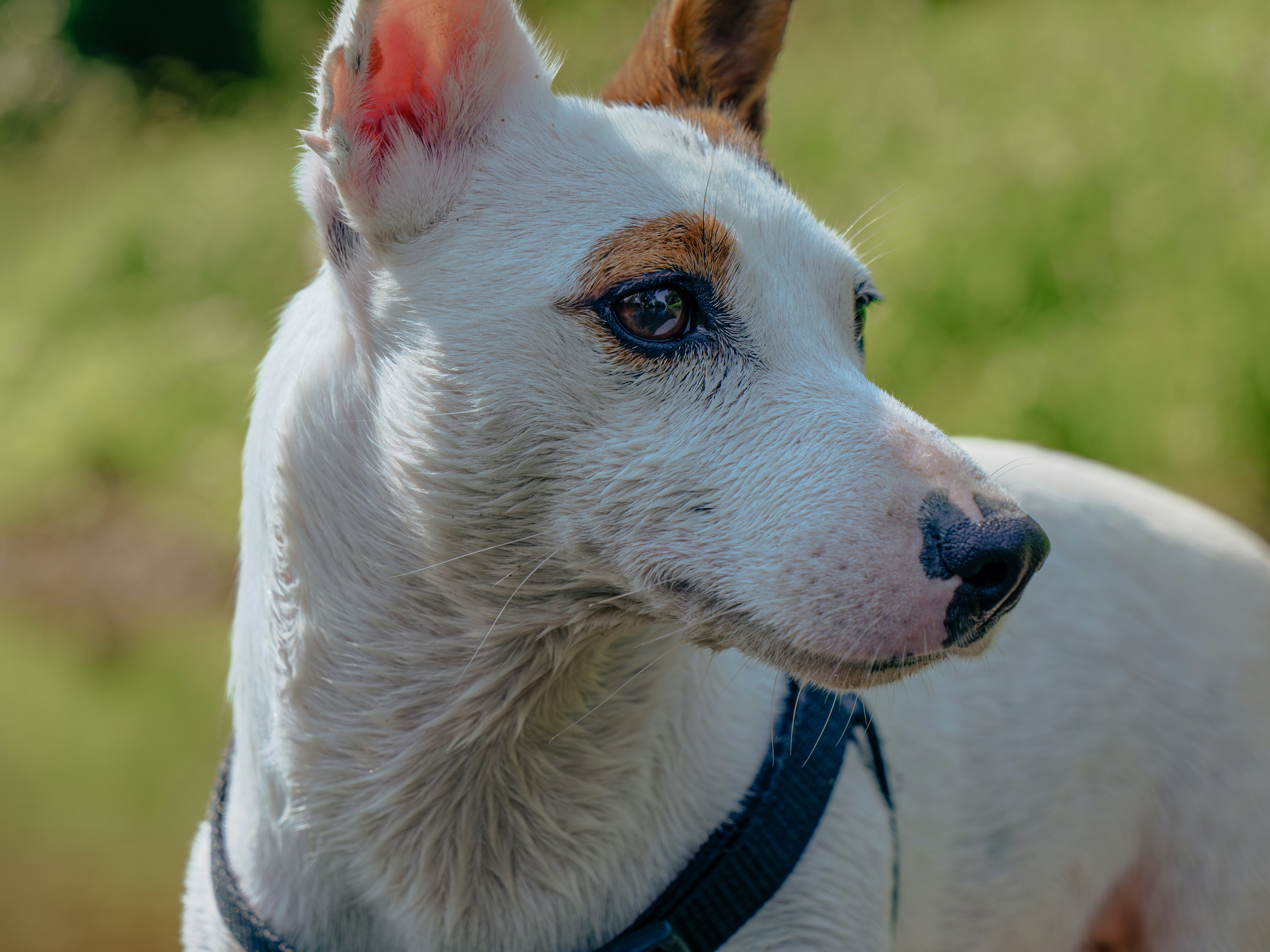A white dog with a red spot on his ear
