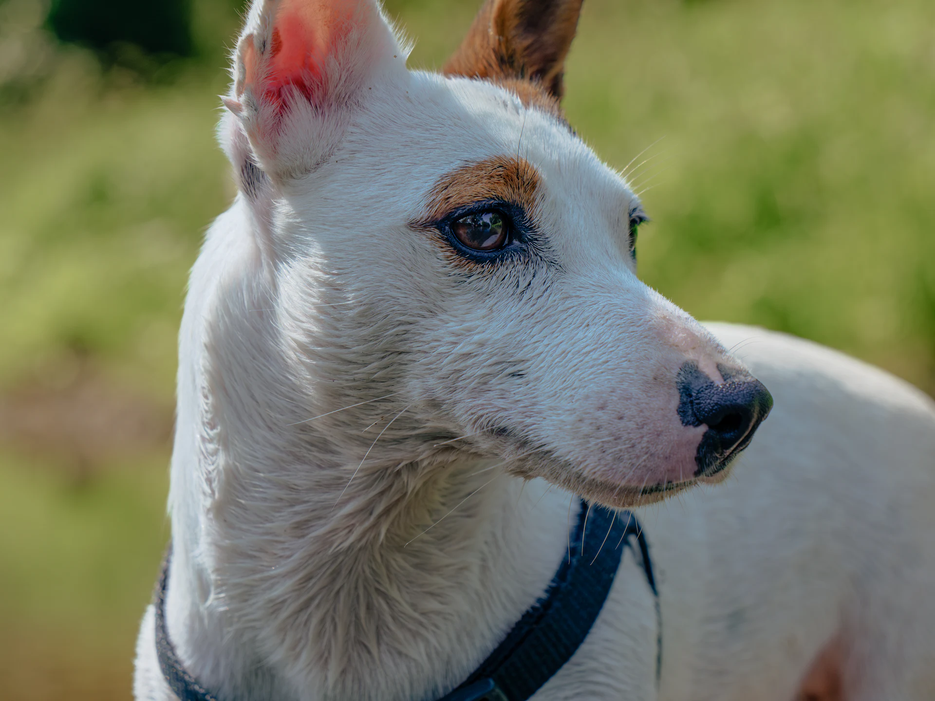 An Ibizan Hound