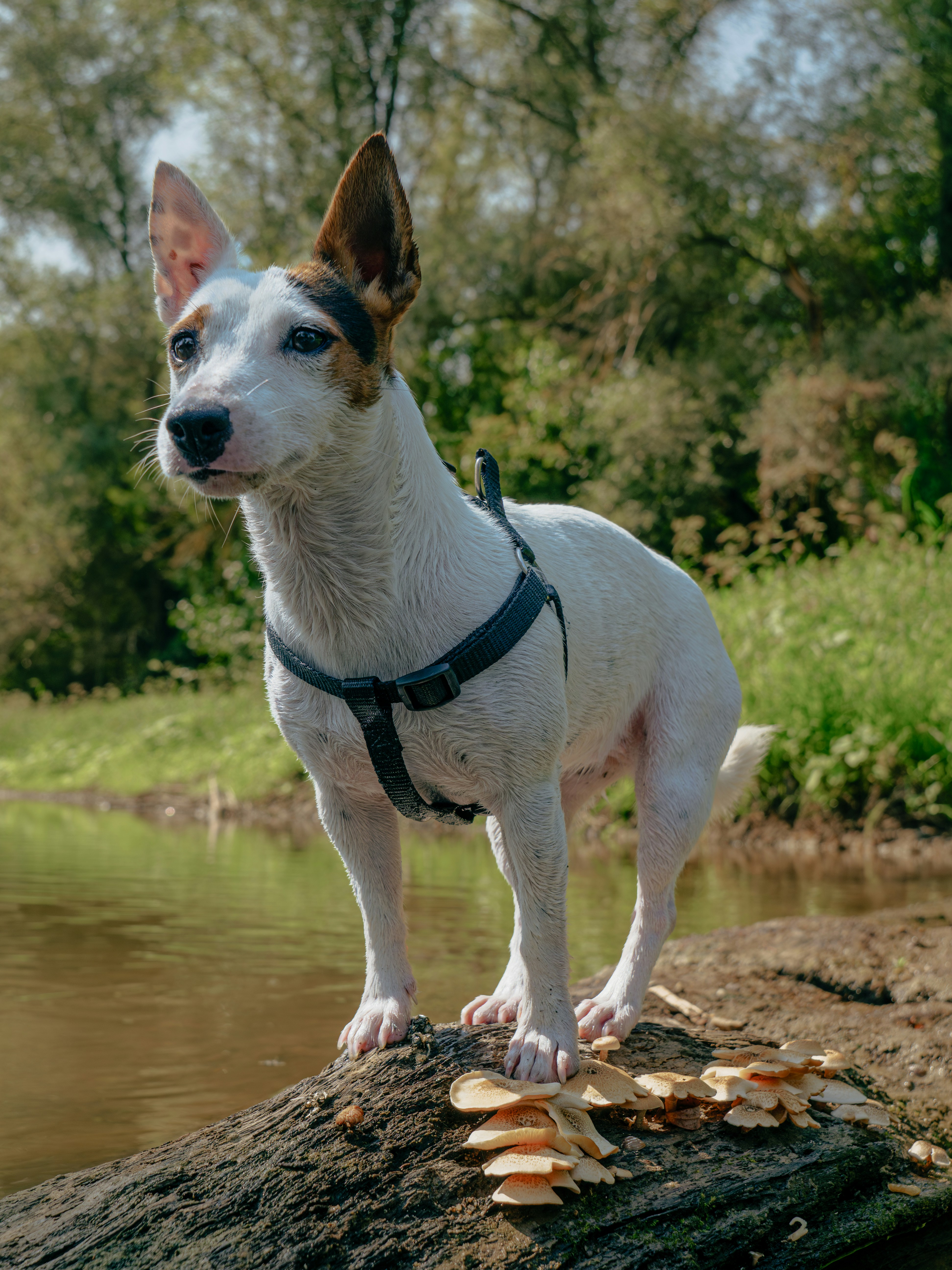 A small white dog standing on top of a log