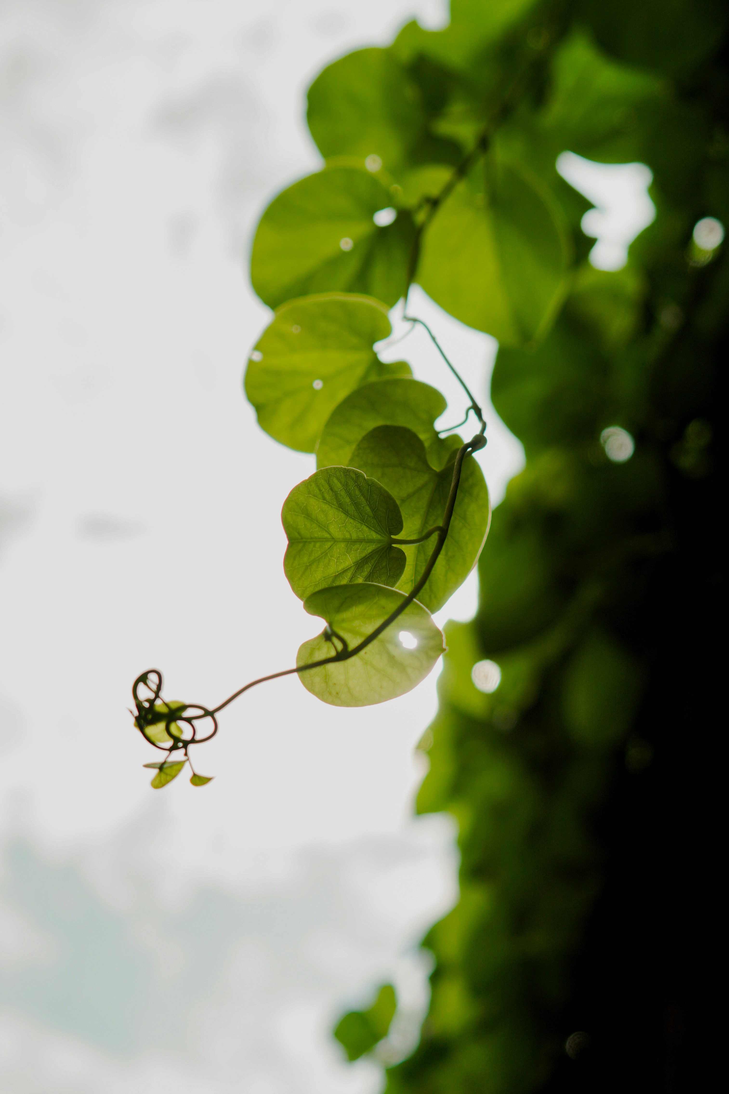 Photo by suroorhaider