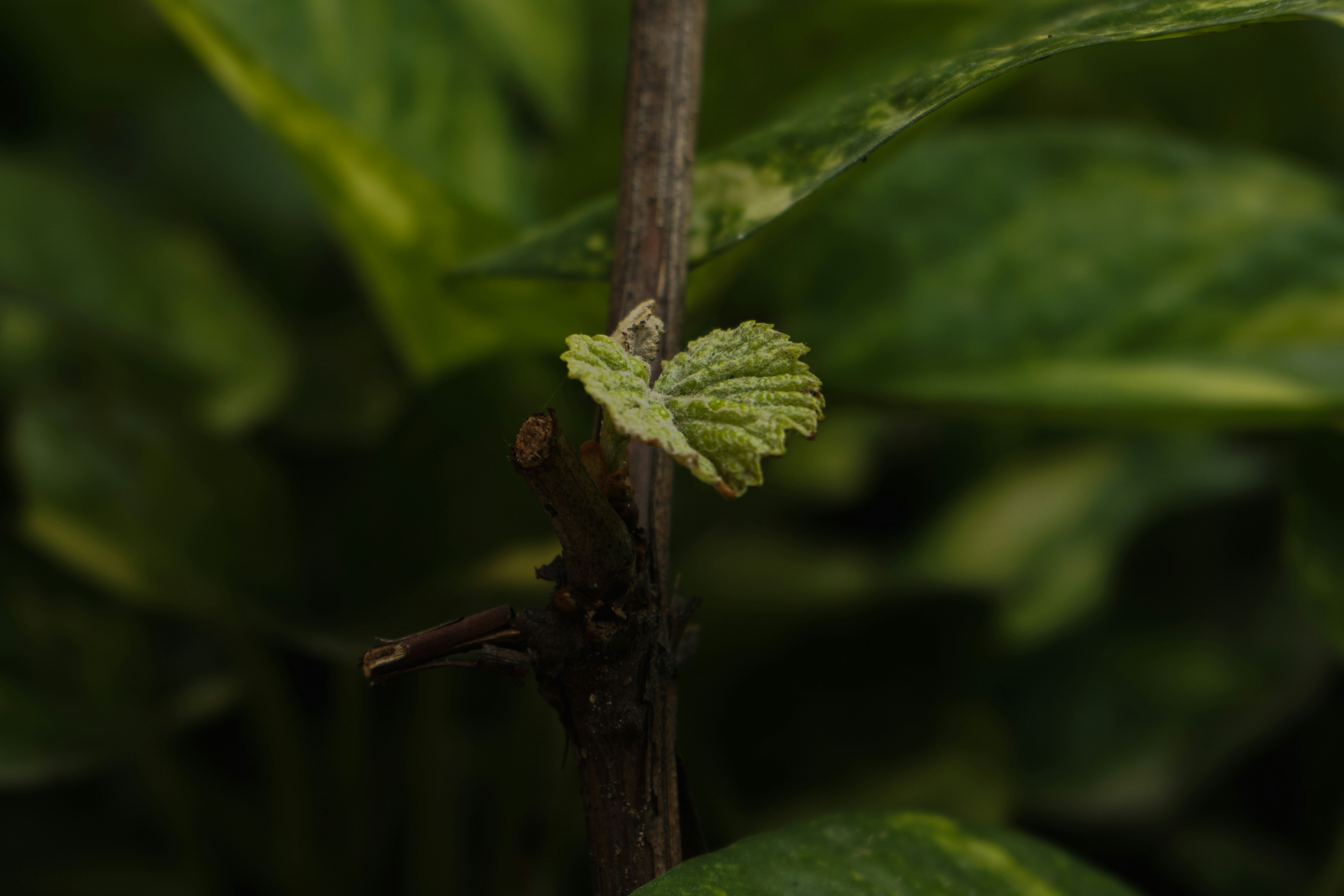 Photo by suroorhaider