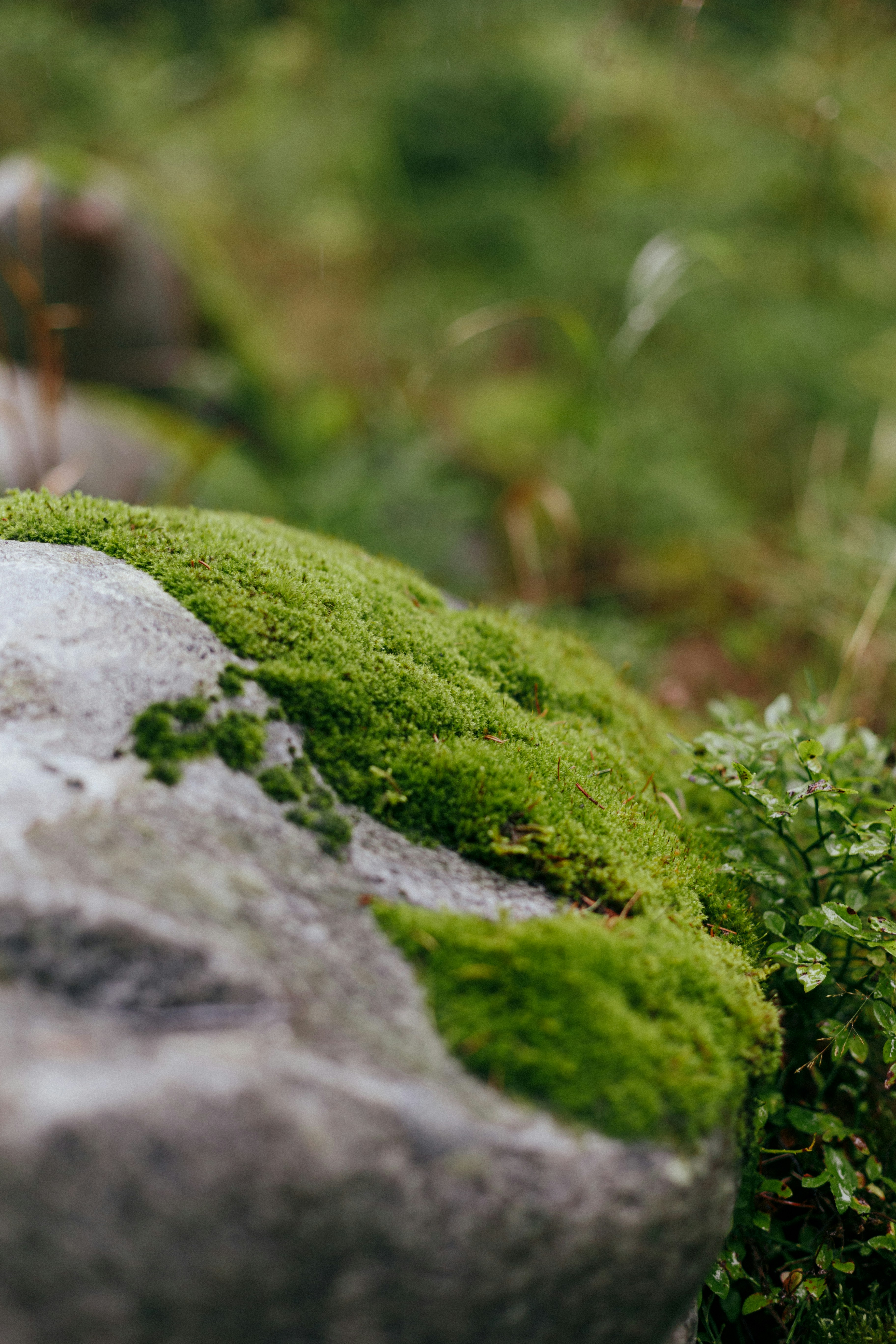 Photo by raymondpetrik