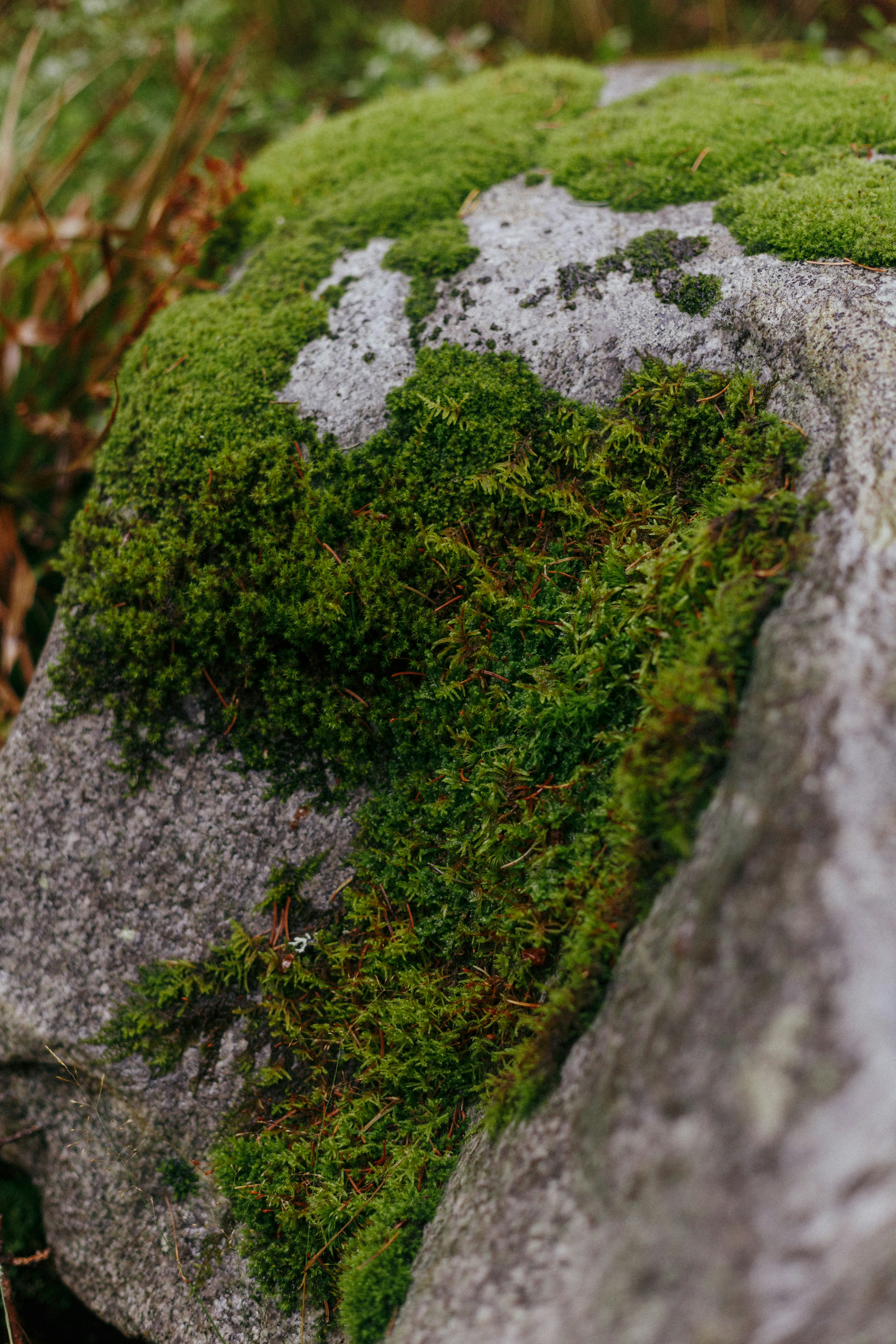 Photo by raymondpetrik