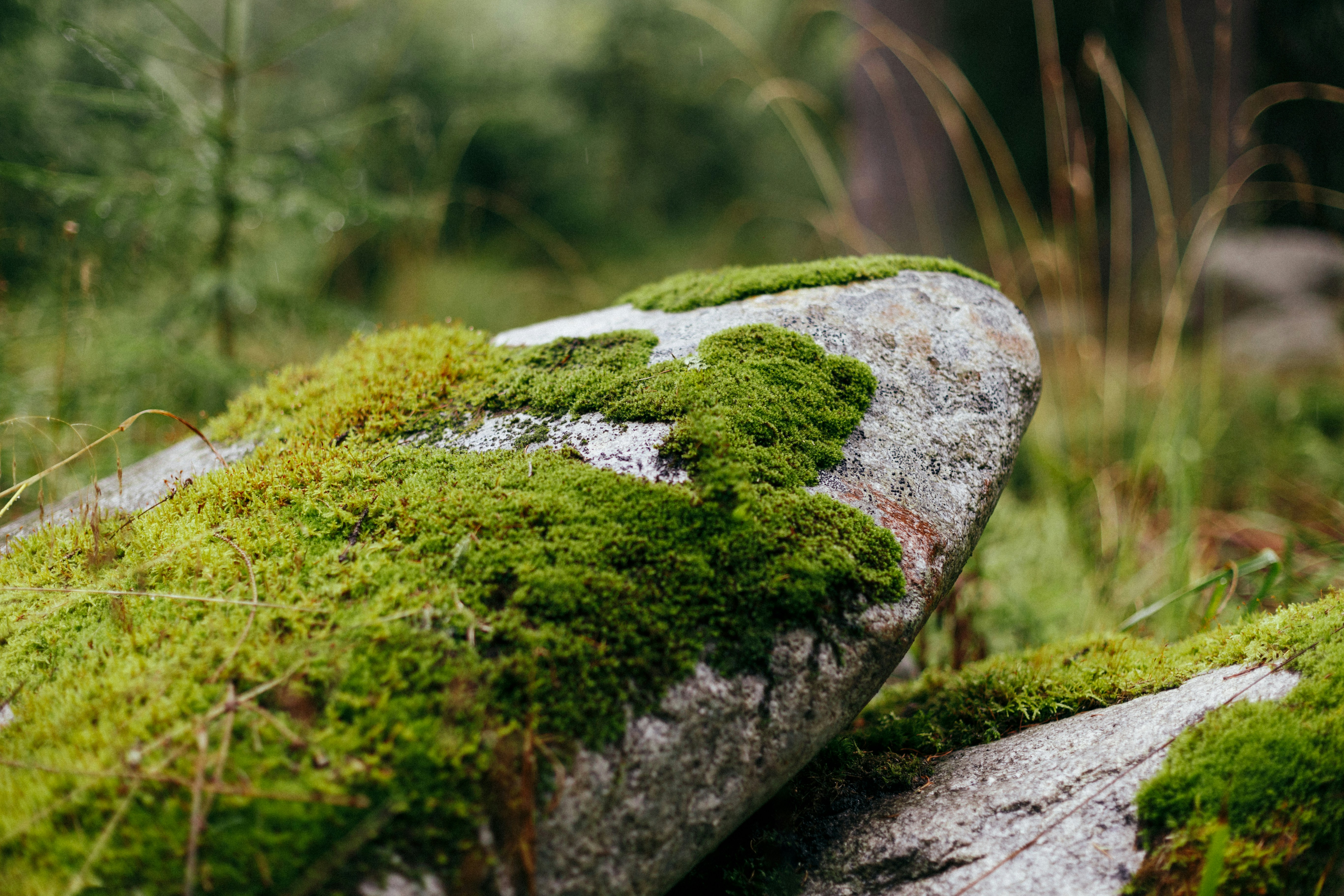 Moss growing on rocks in the woods