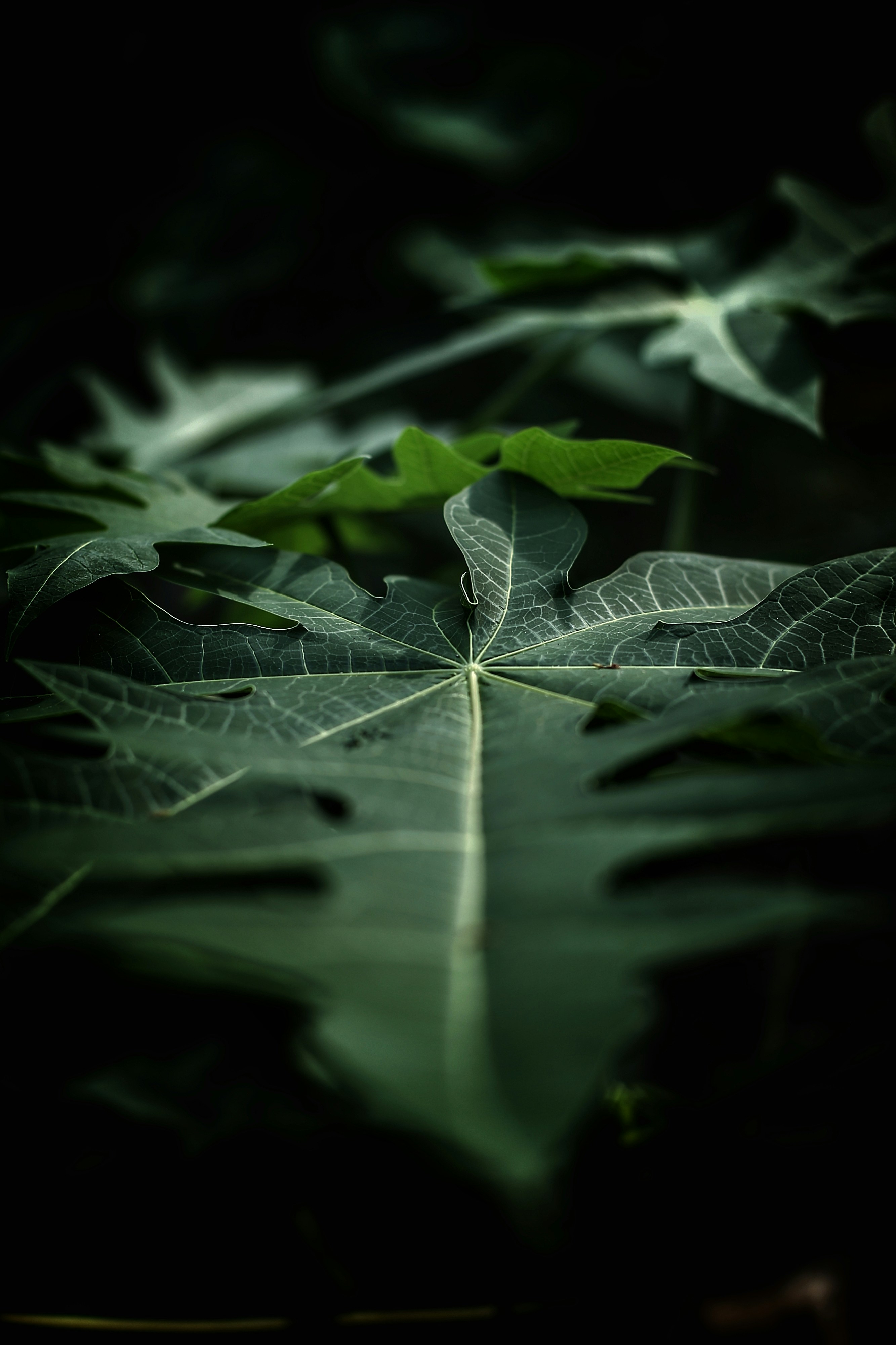 A close up of a green leaf on a dark background