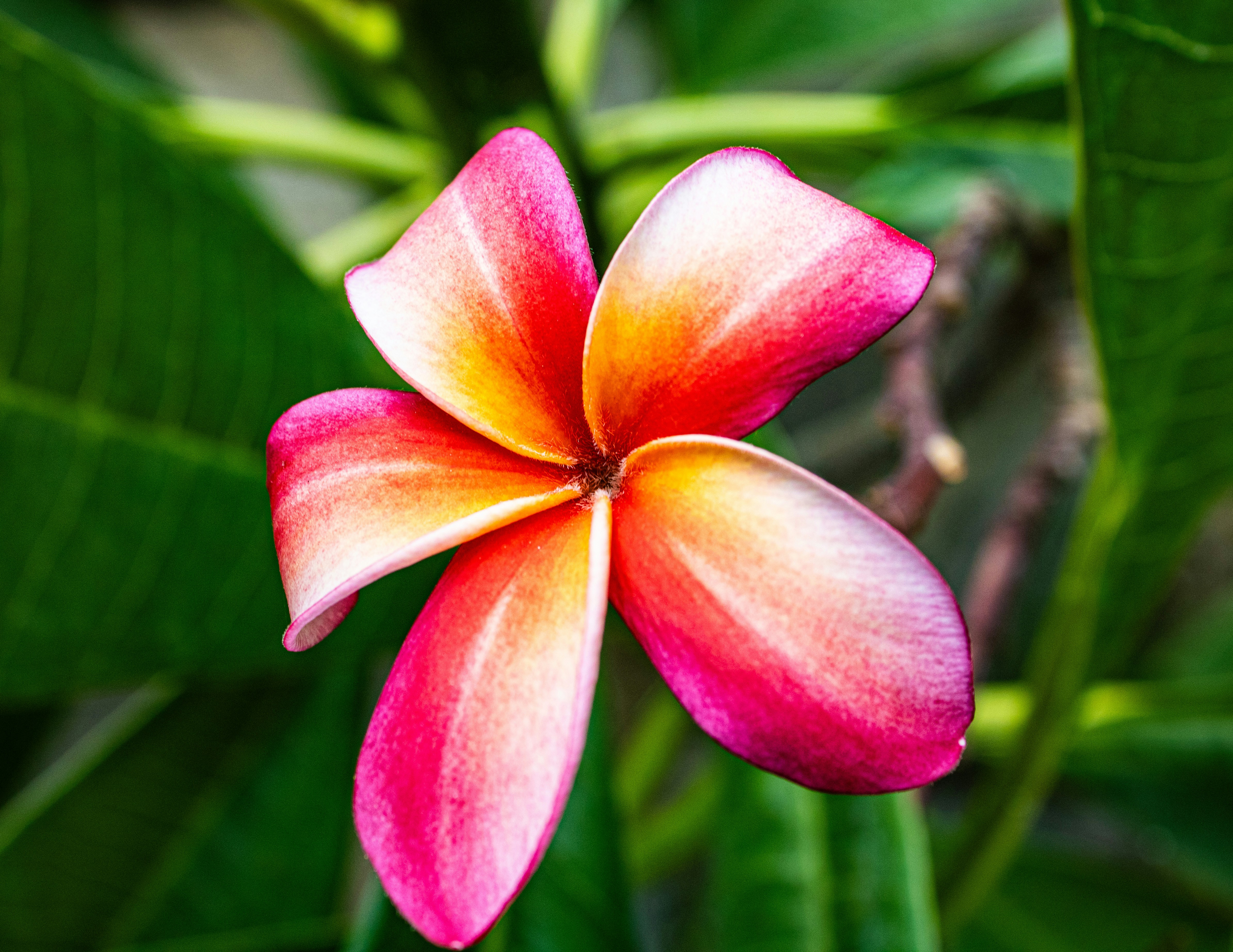 A pink and yellow flower with green leaves in the background