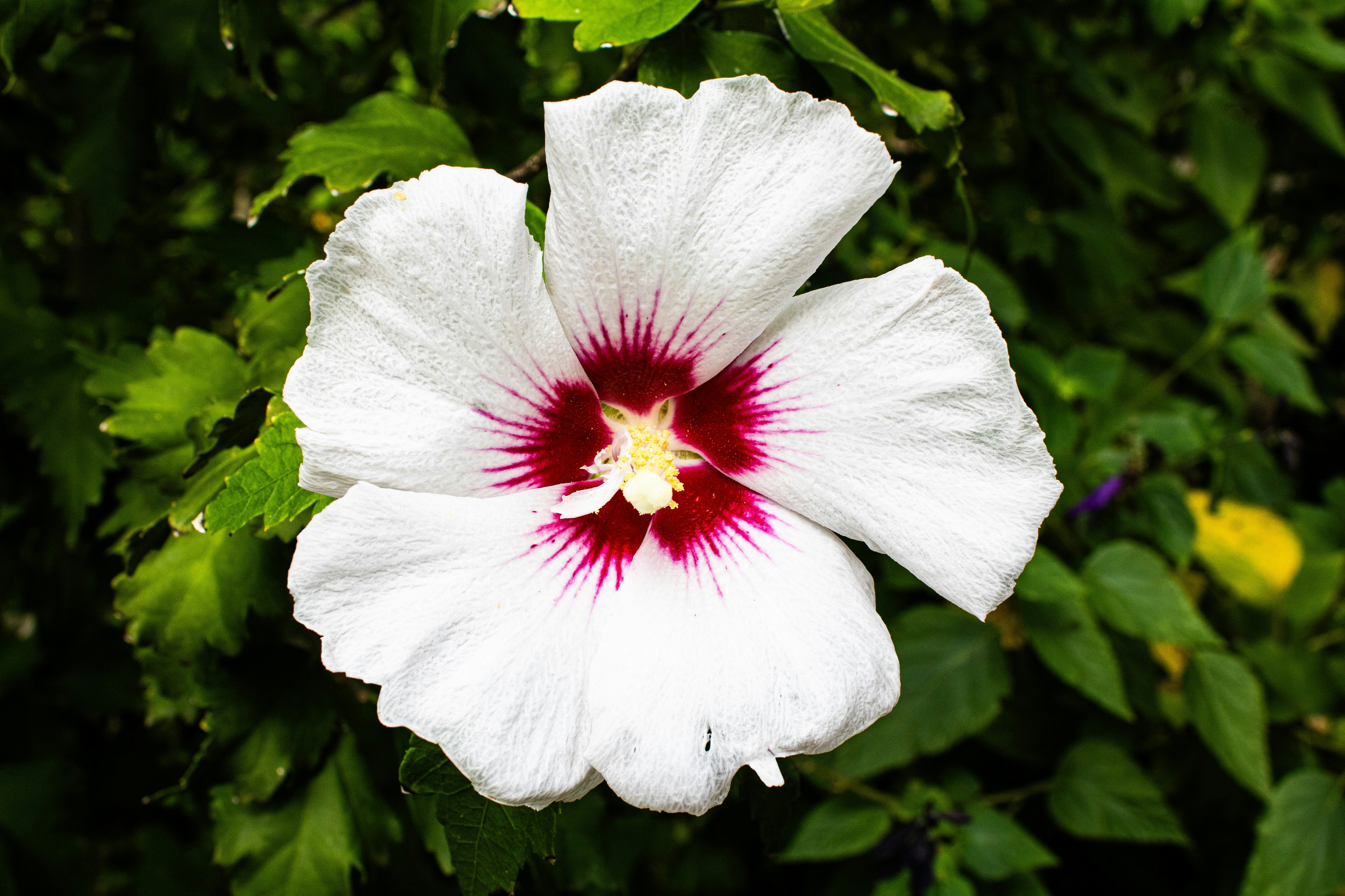 Photo by ronaldacrow