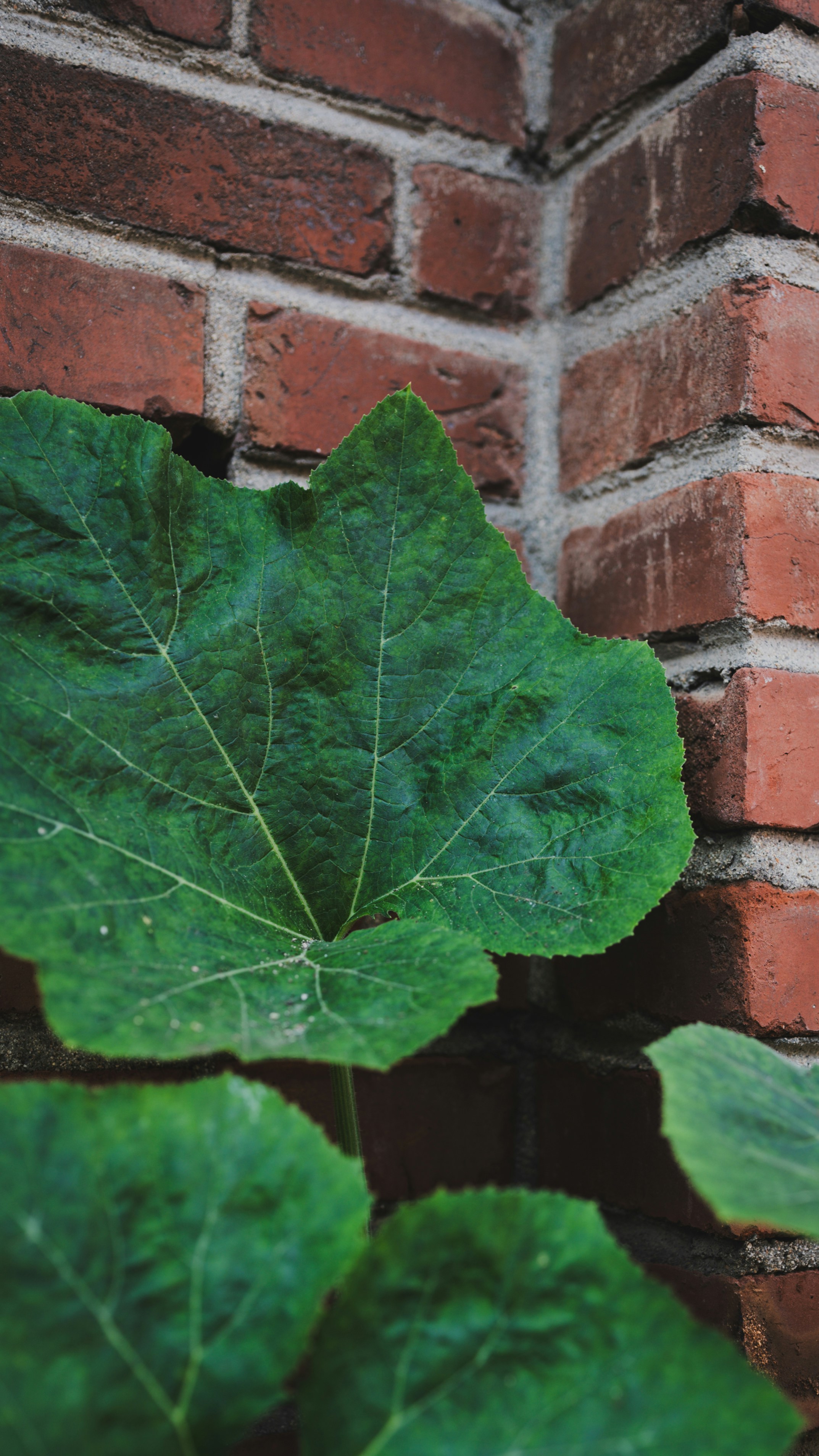 Photo by peek_a_boo_who