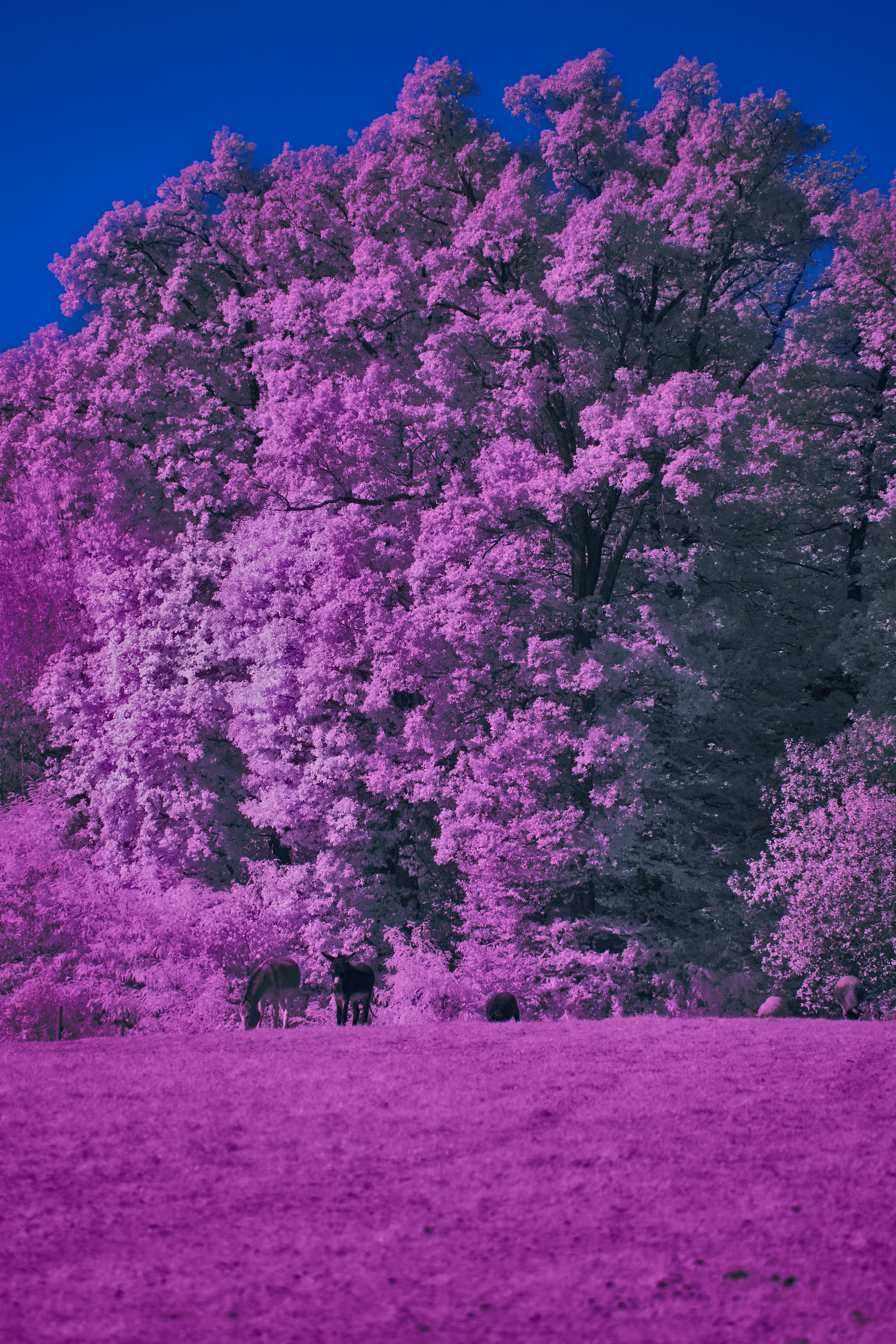A purple field with trees in the background photo – Free Flower Image on  Unsplash, image size:3000x4500